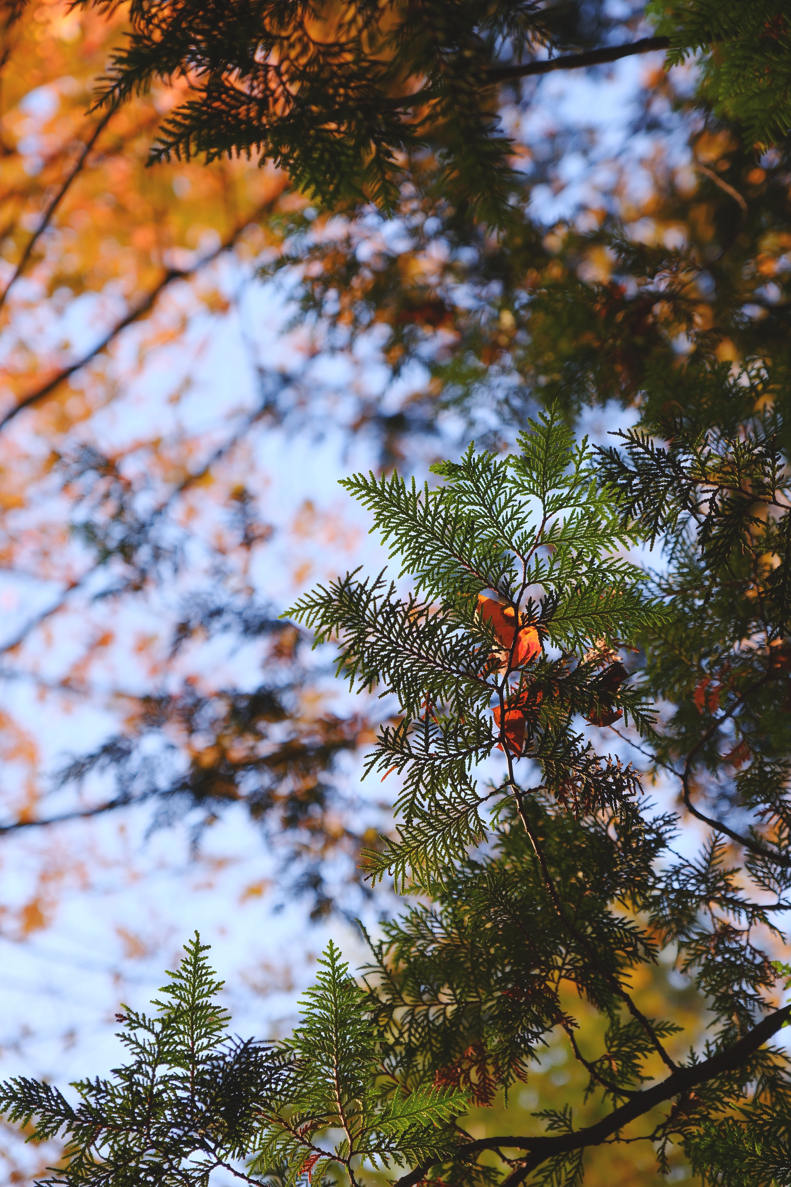 12 from the seasons photography series.