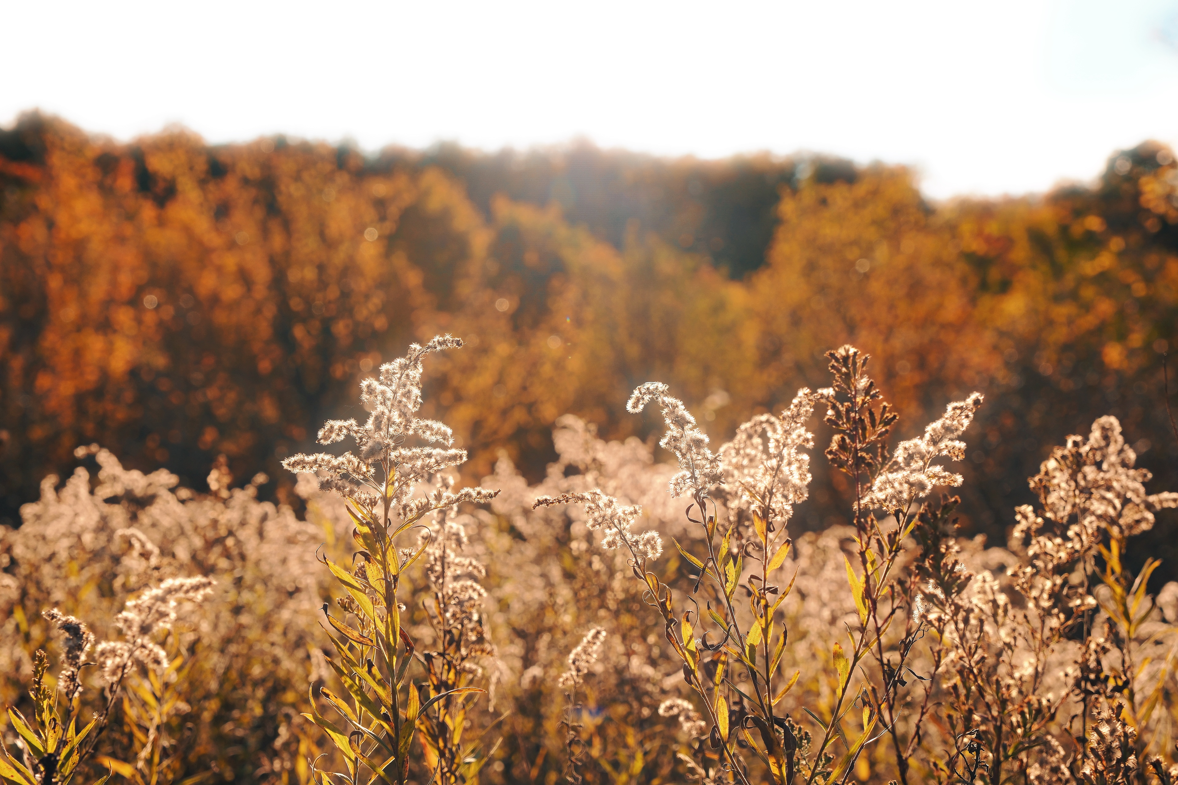 preview_1 from the seasons photography series.