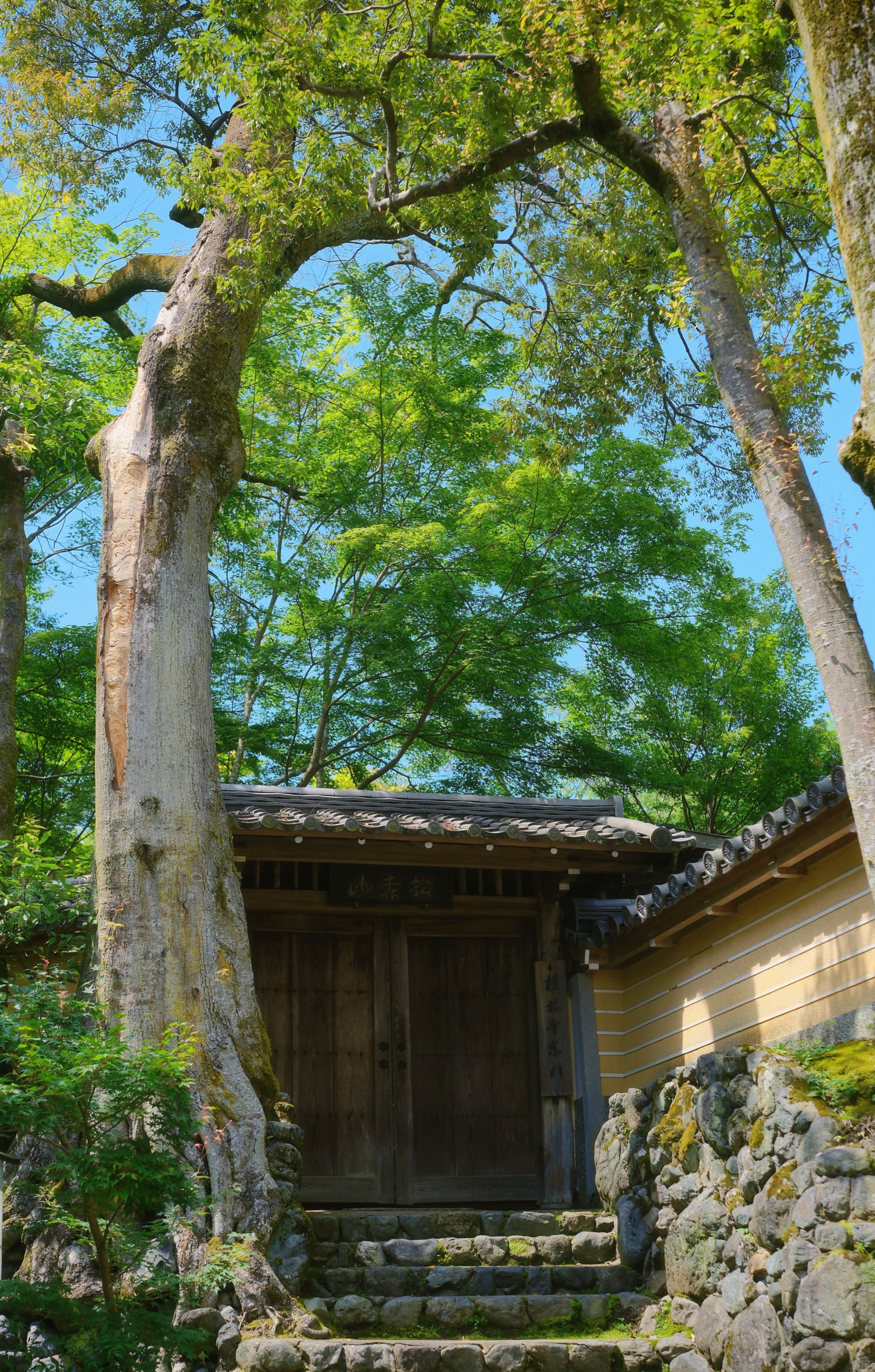 10 from the trees photography series.