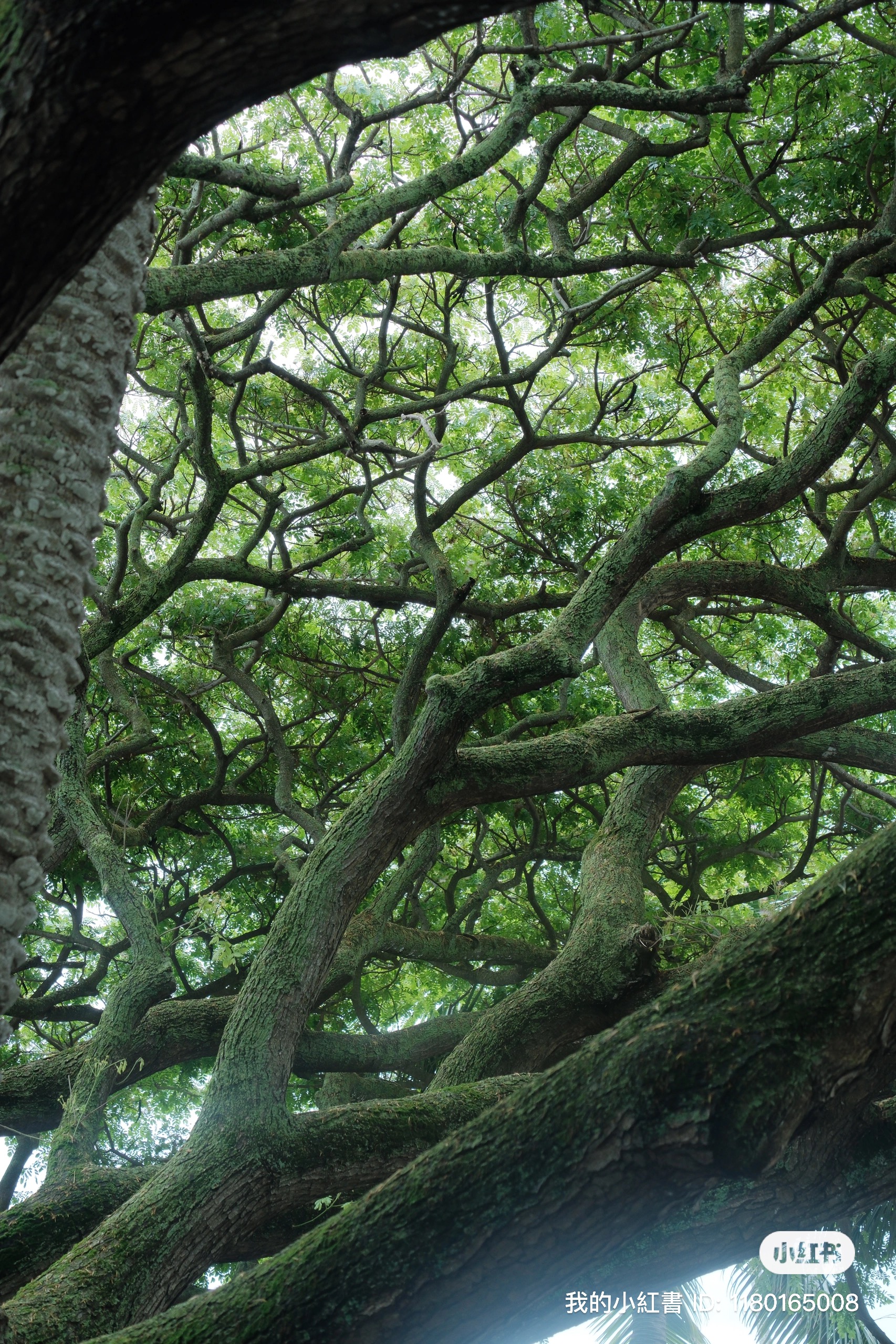 11 from the trees photography series.