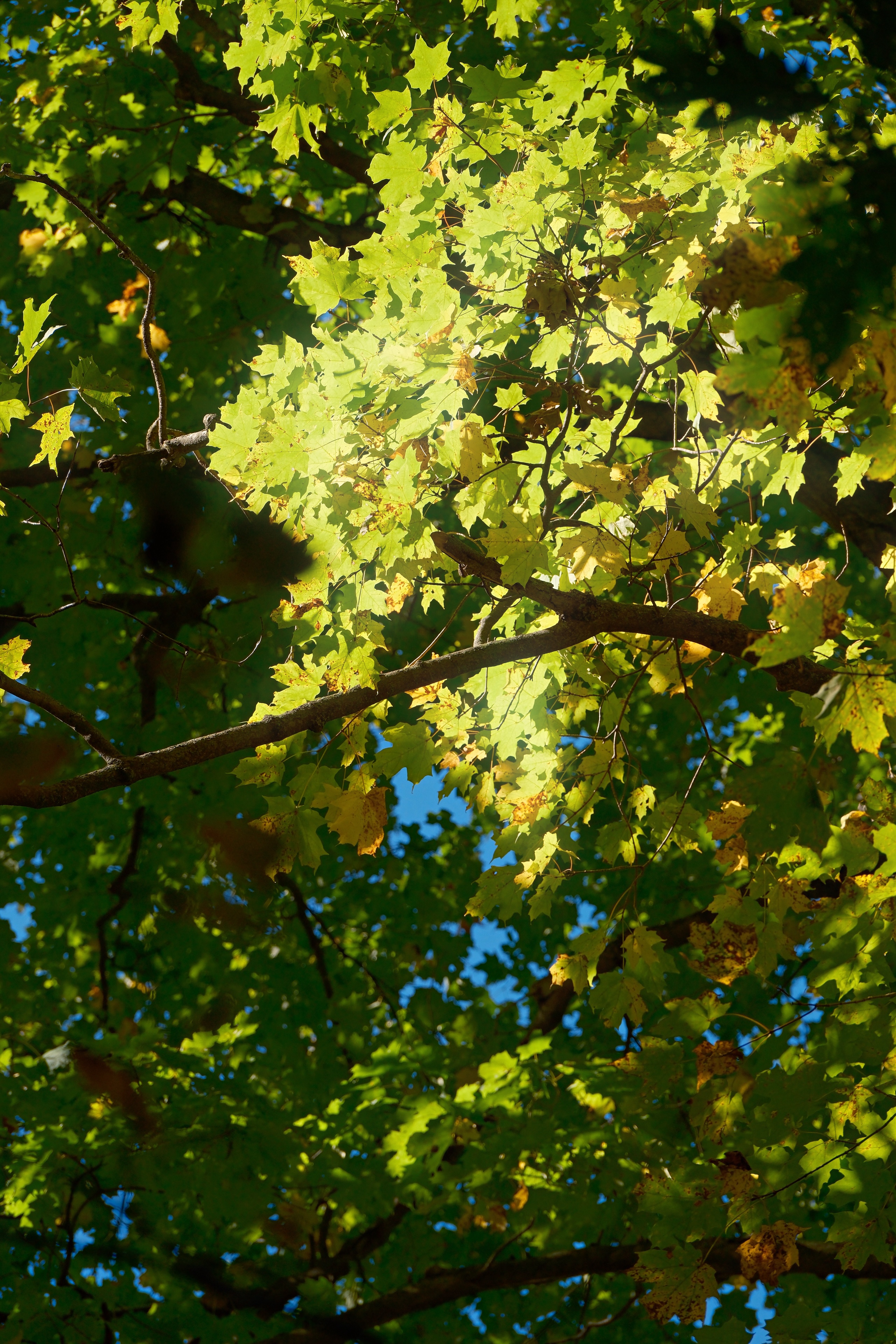 12 from the trees photography series.