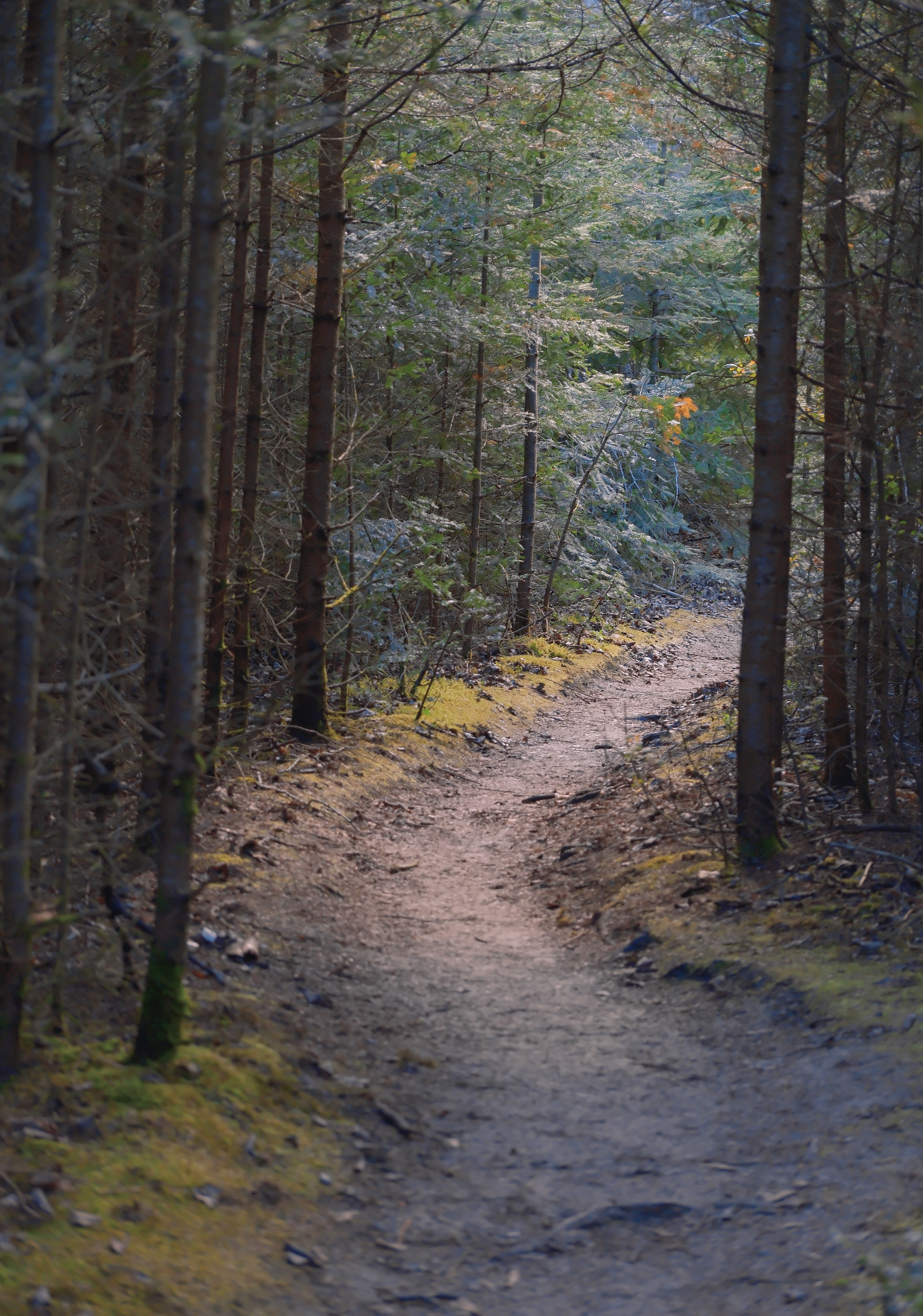 13 from the trees photography series.