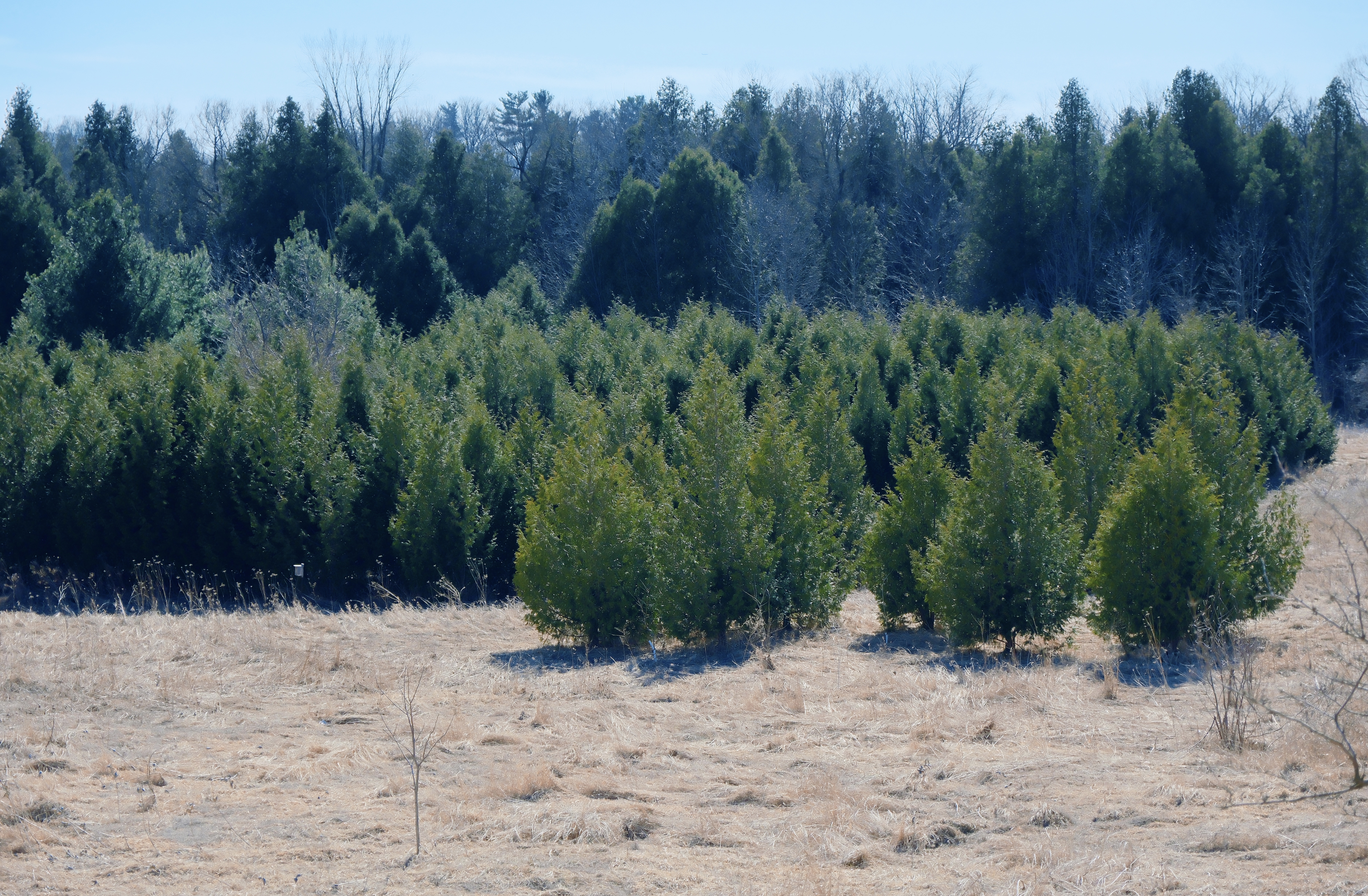 14 from the trees photography series.