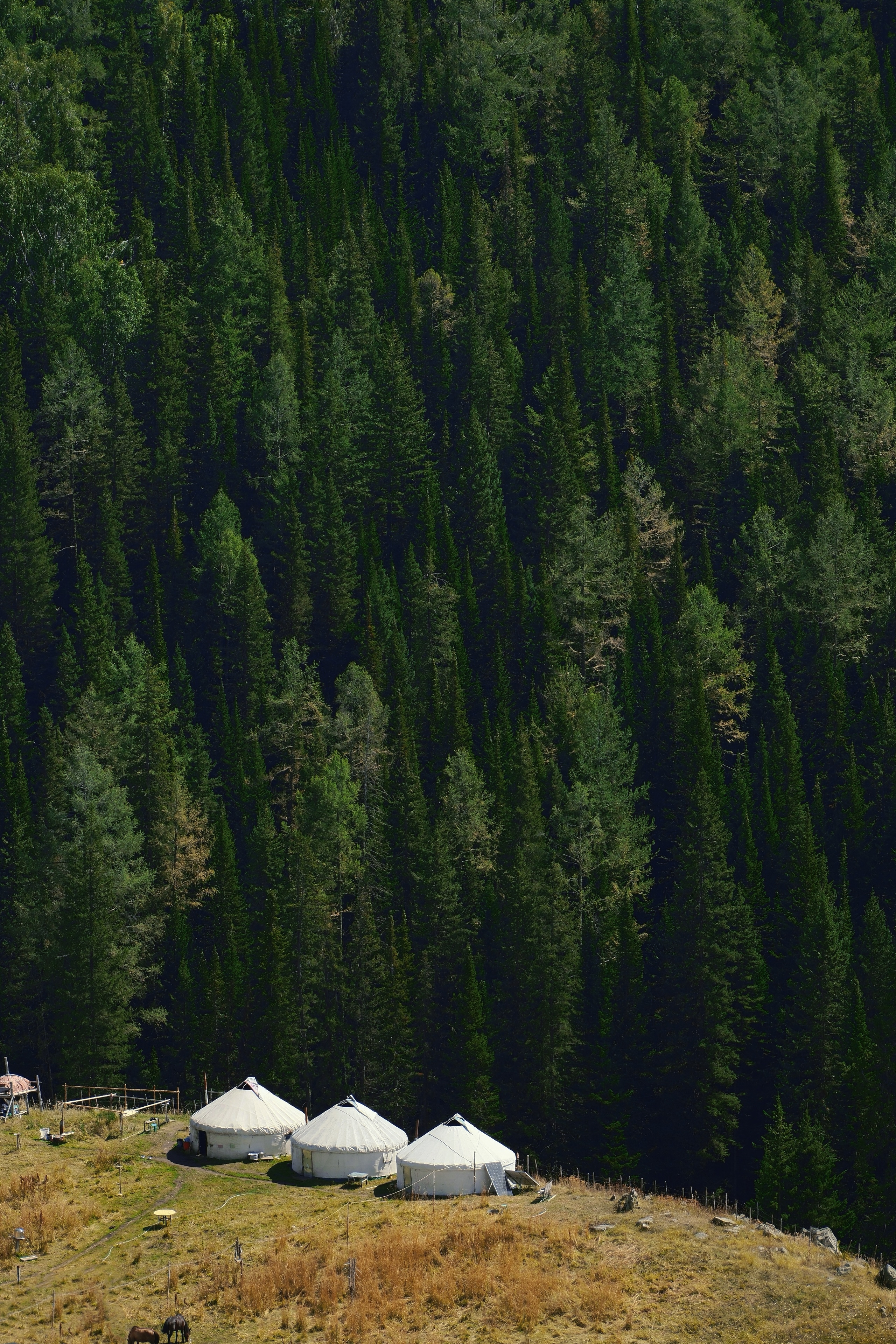 15 from the trees photography series.