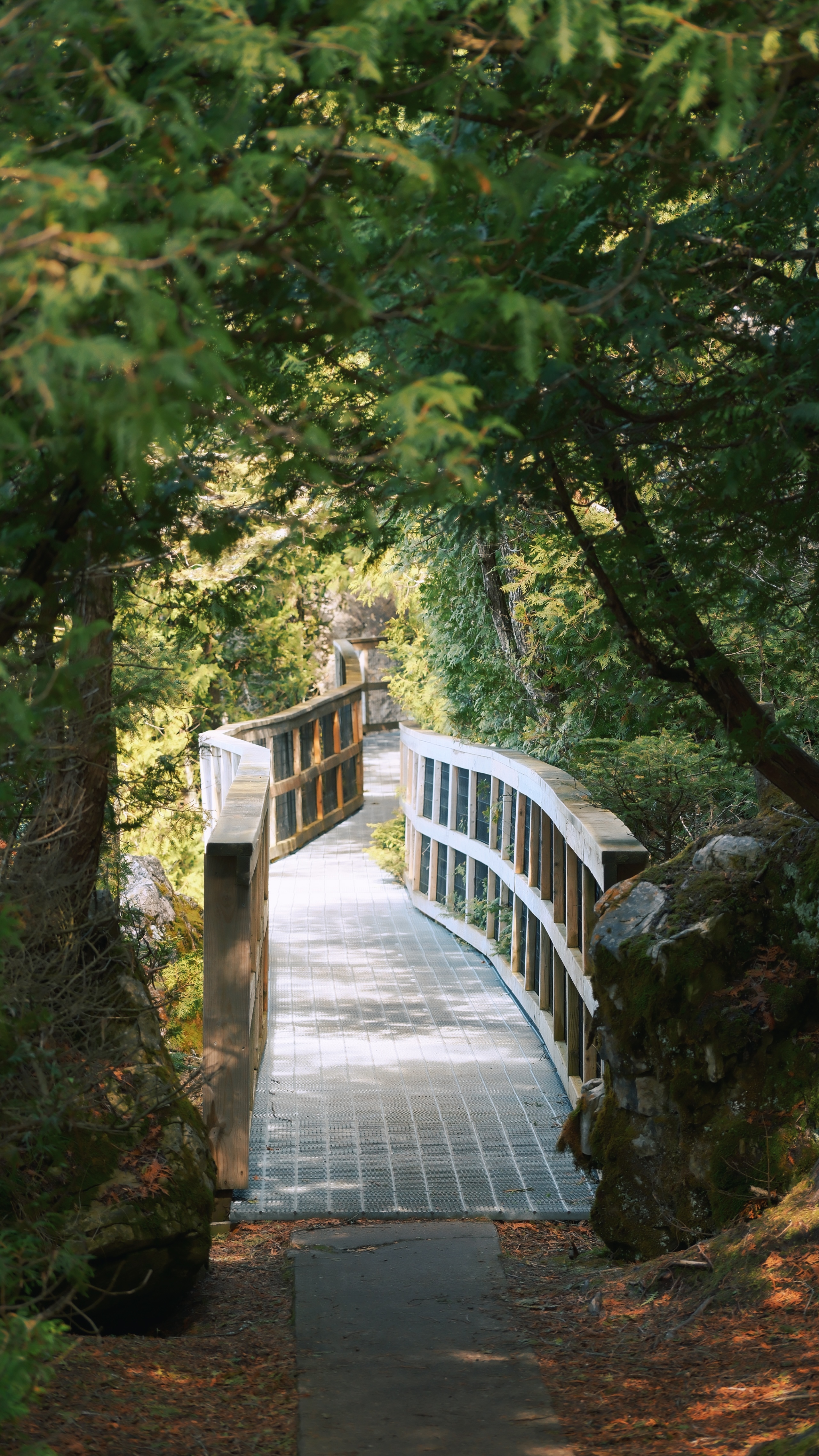 17 from the trees photography series.