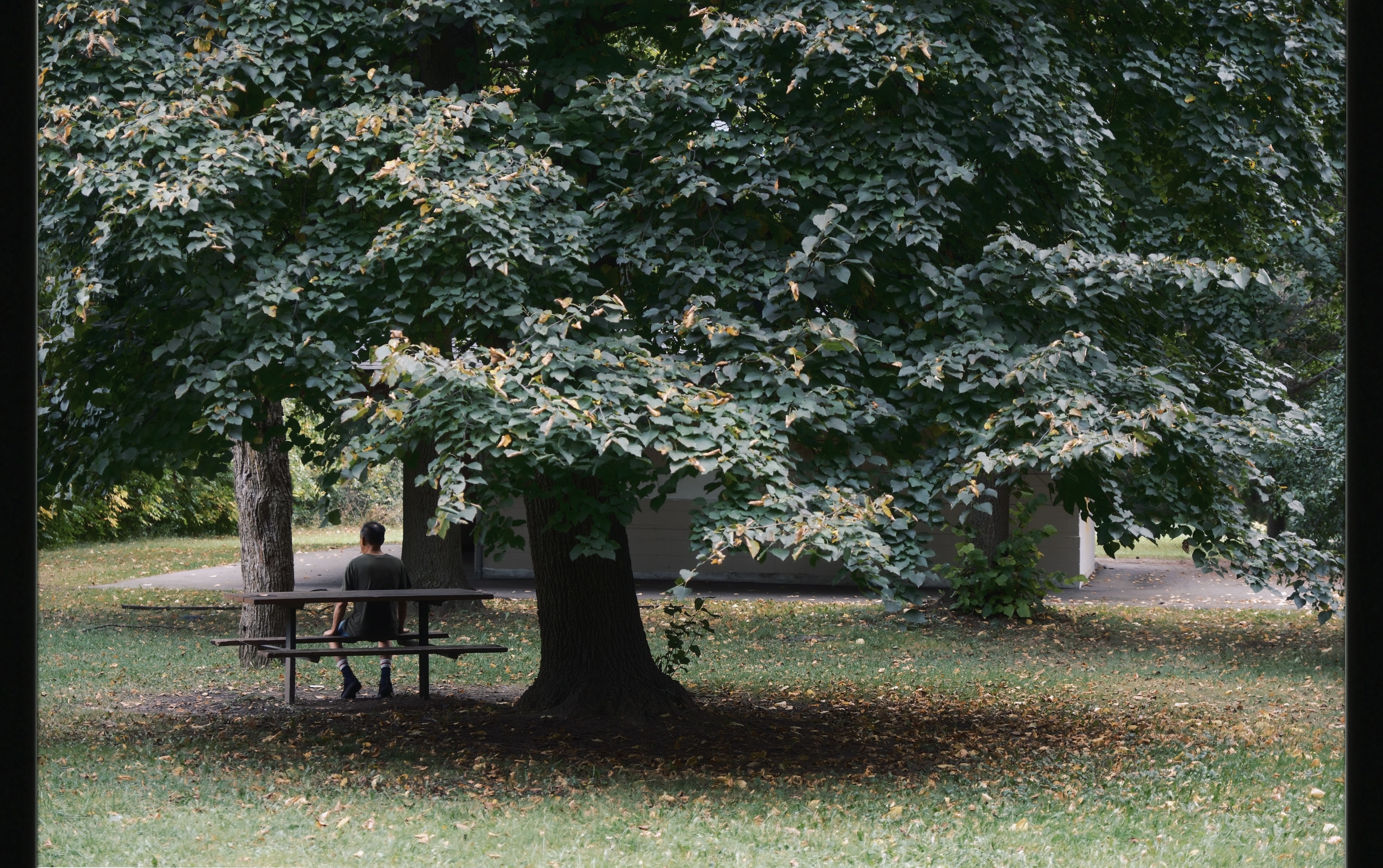 20 from the trees photography series.