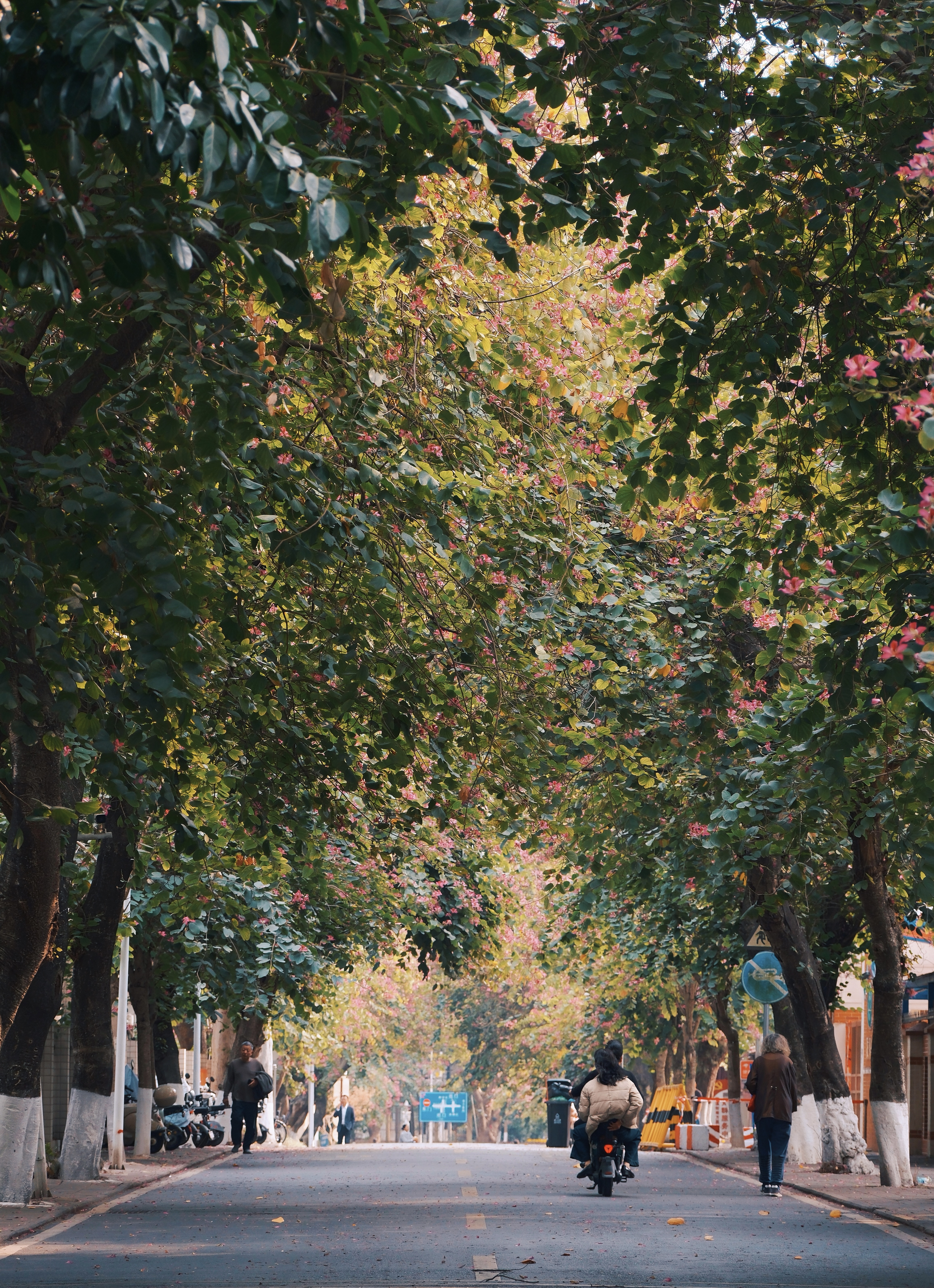 21 from the trees photography series.