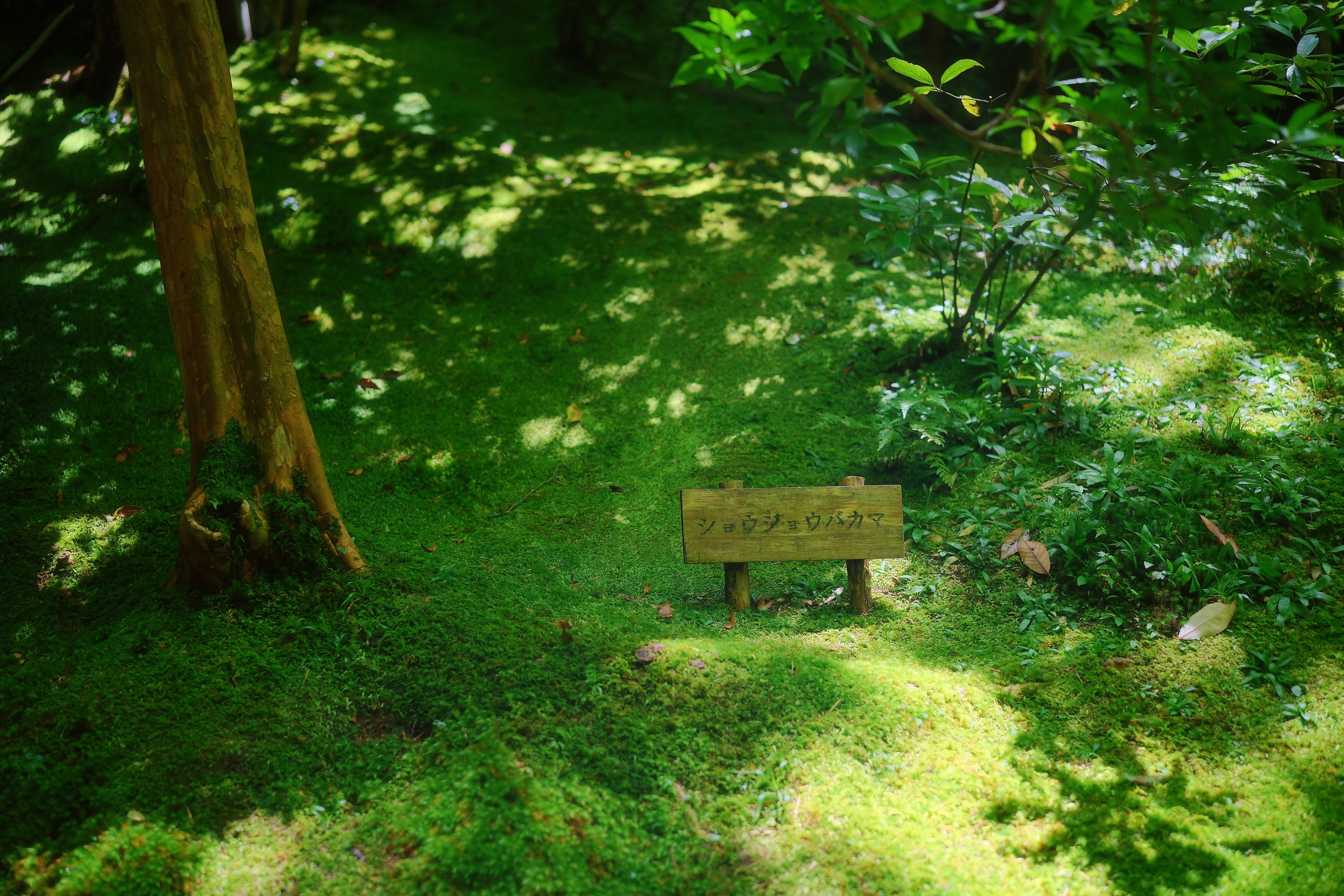 22 from the trees photography series.