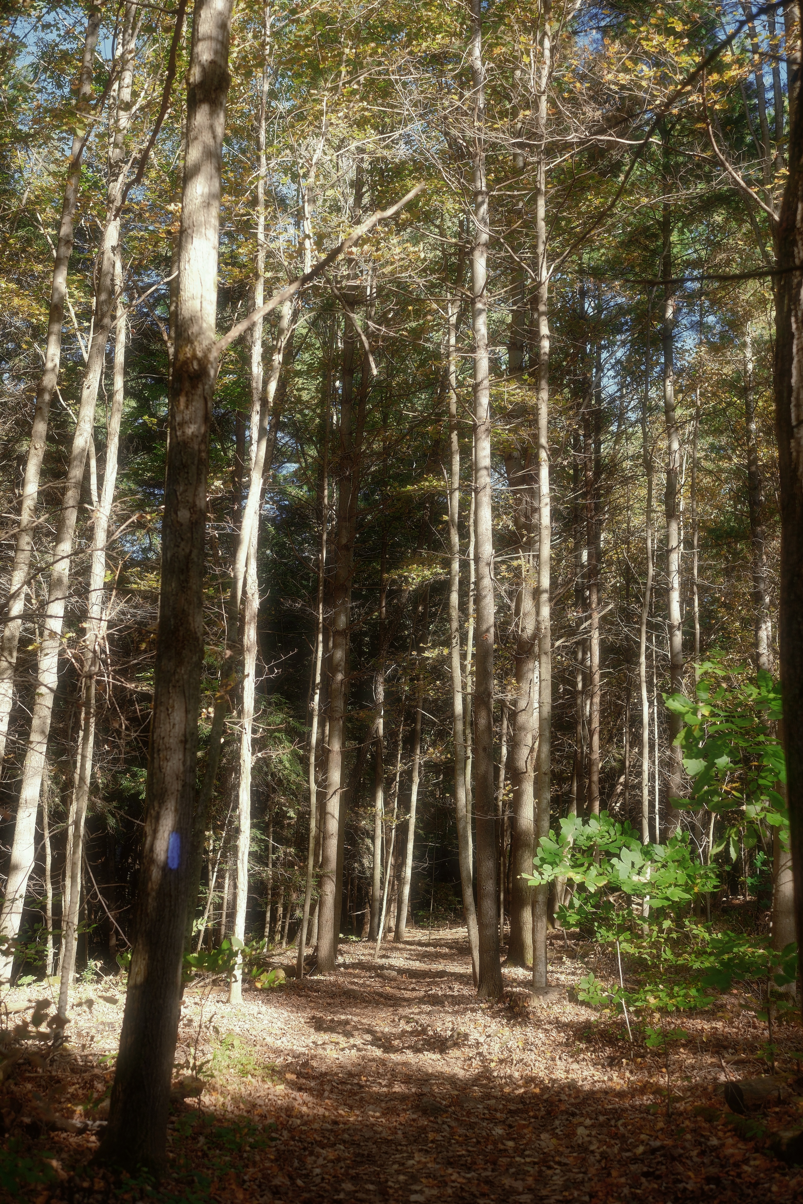 23 from the trees photography series.