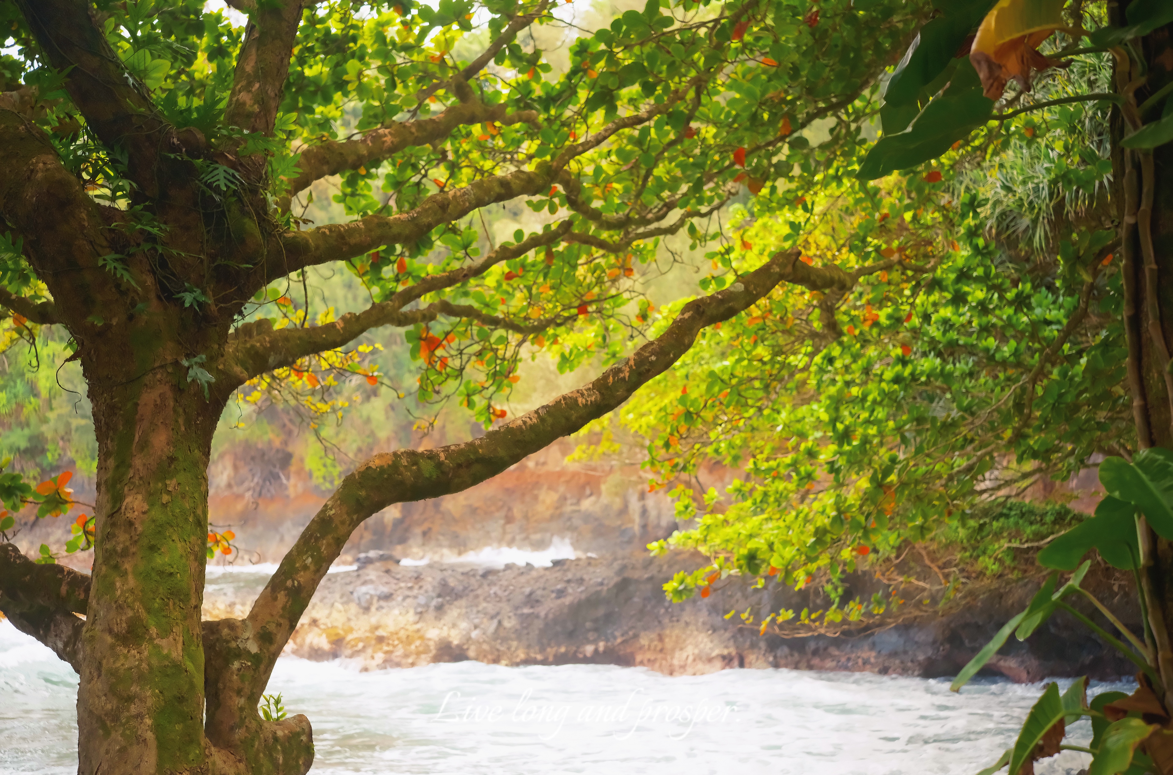 24 from the trees photography series.