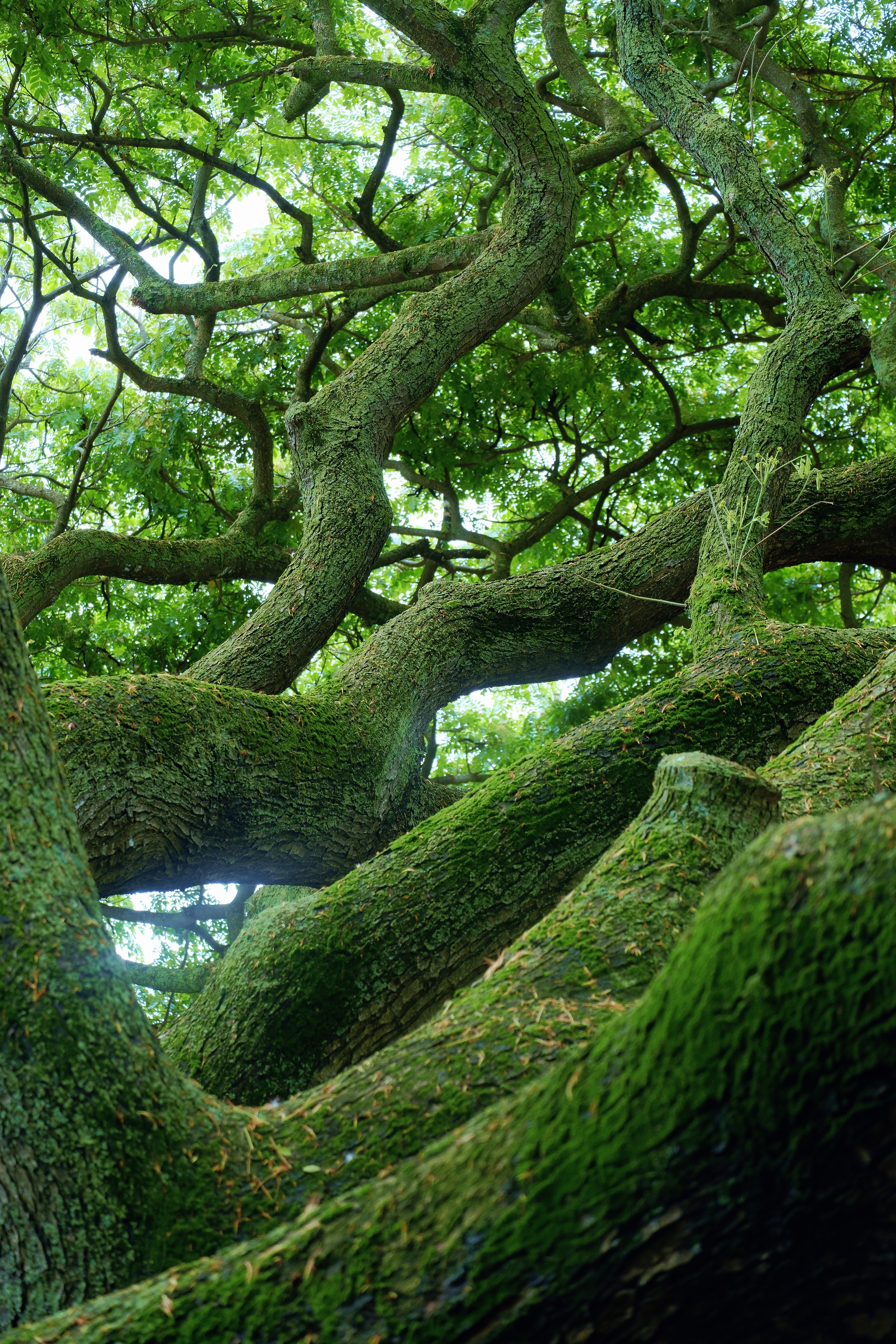 25 from the trees photography series.