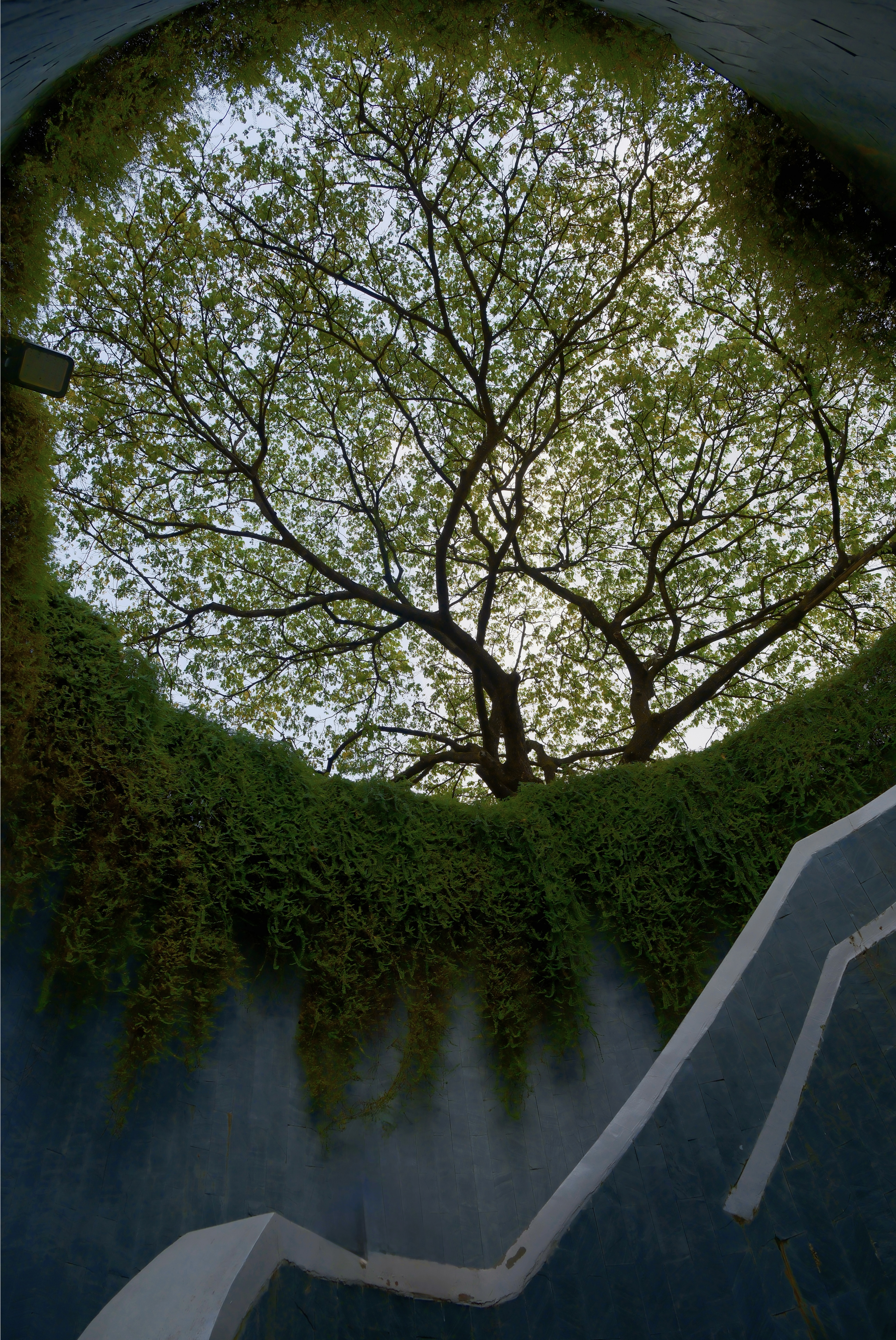 26 from the trees photography series.