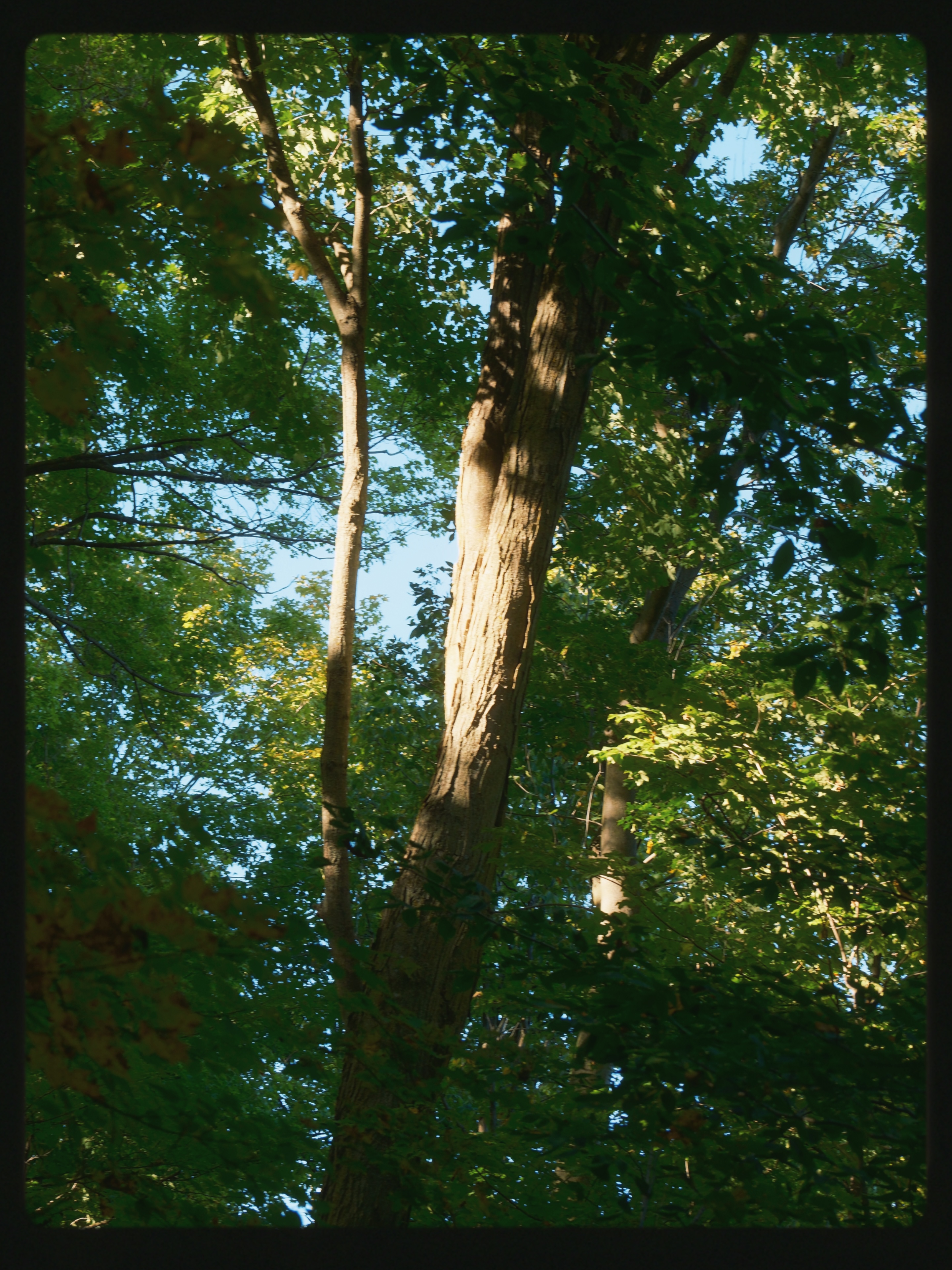 29 from the trees photography series.