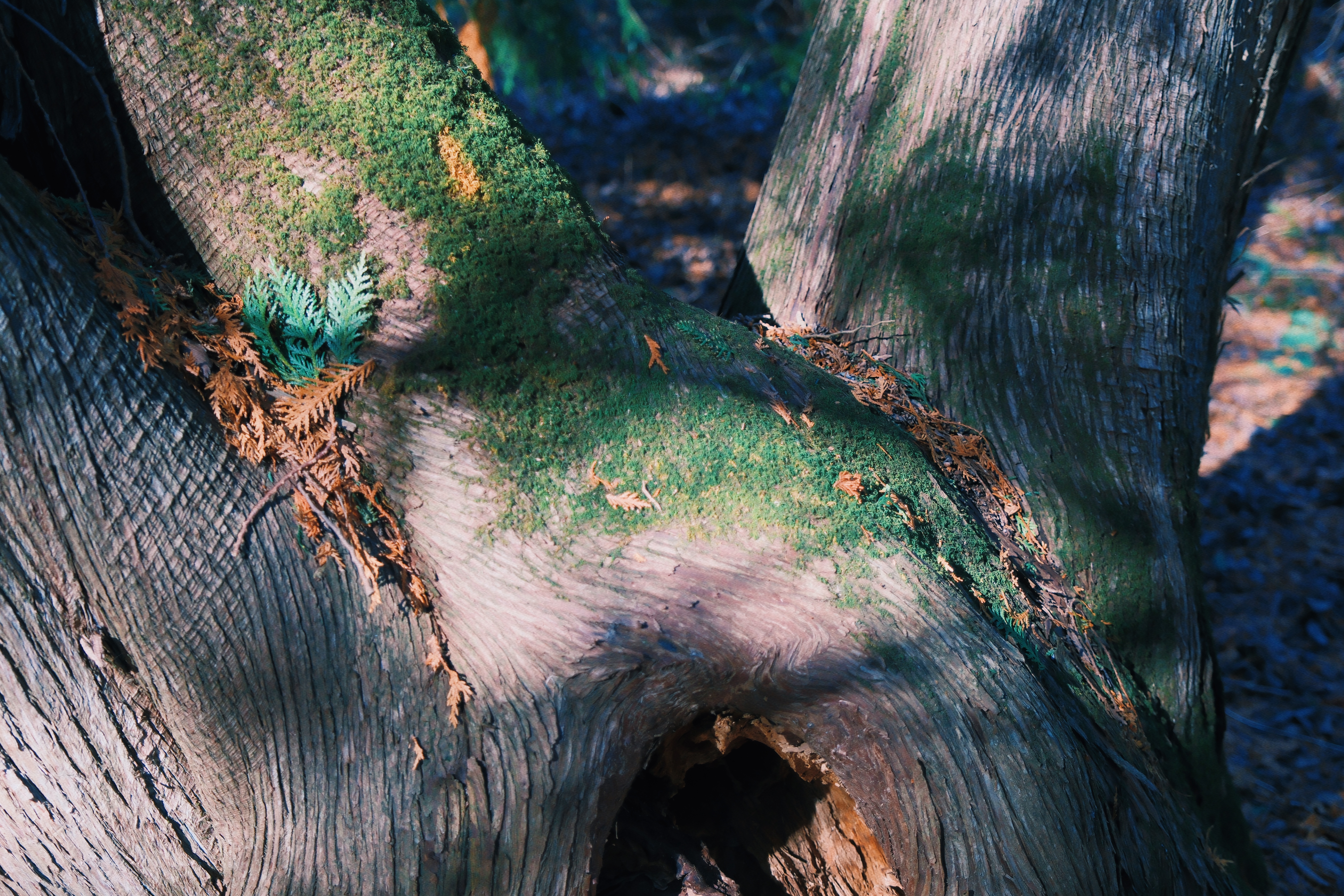 3 from the trees photography series.