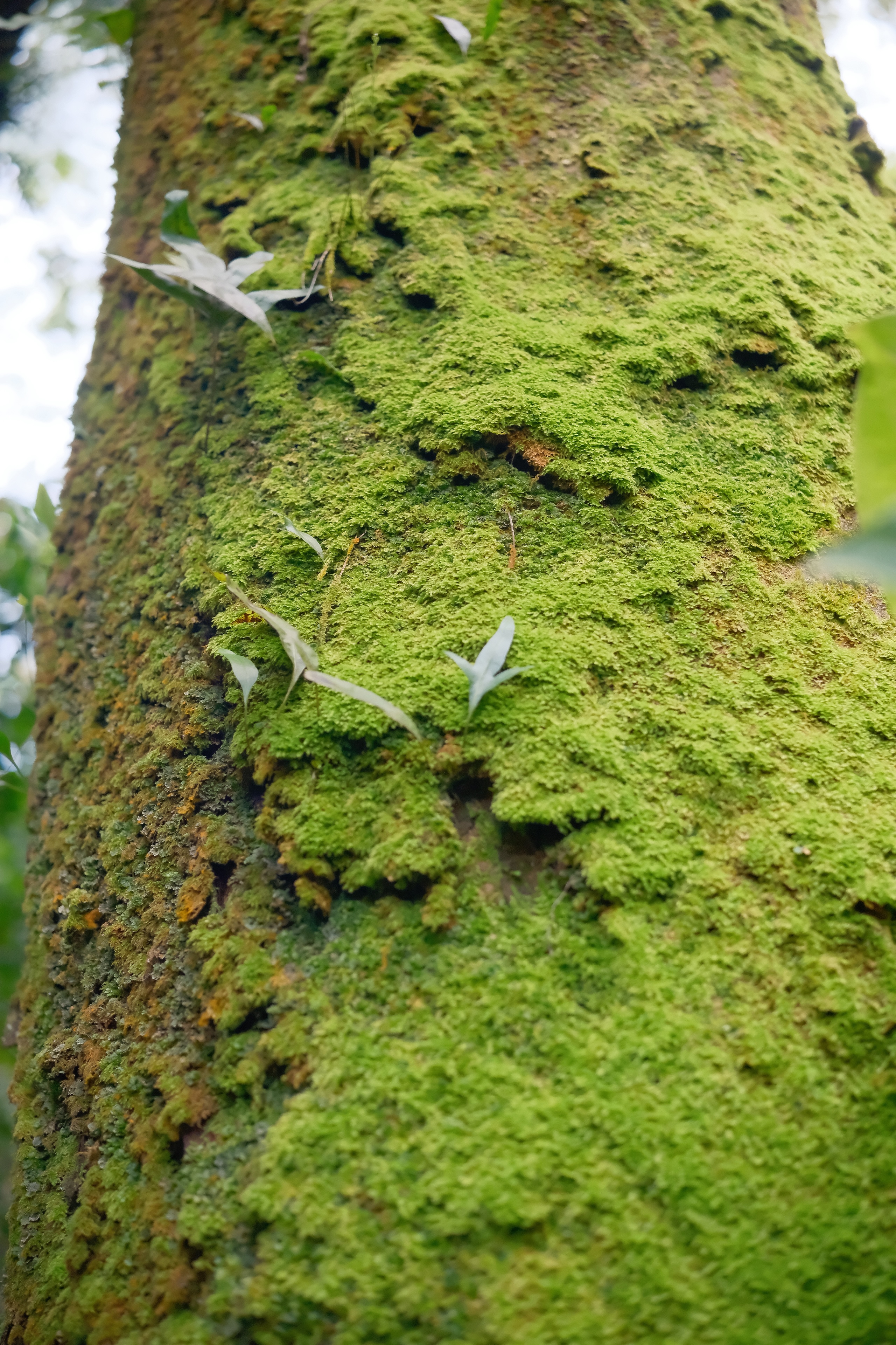 30 from the trees photography series.