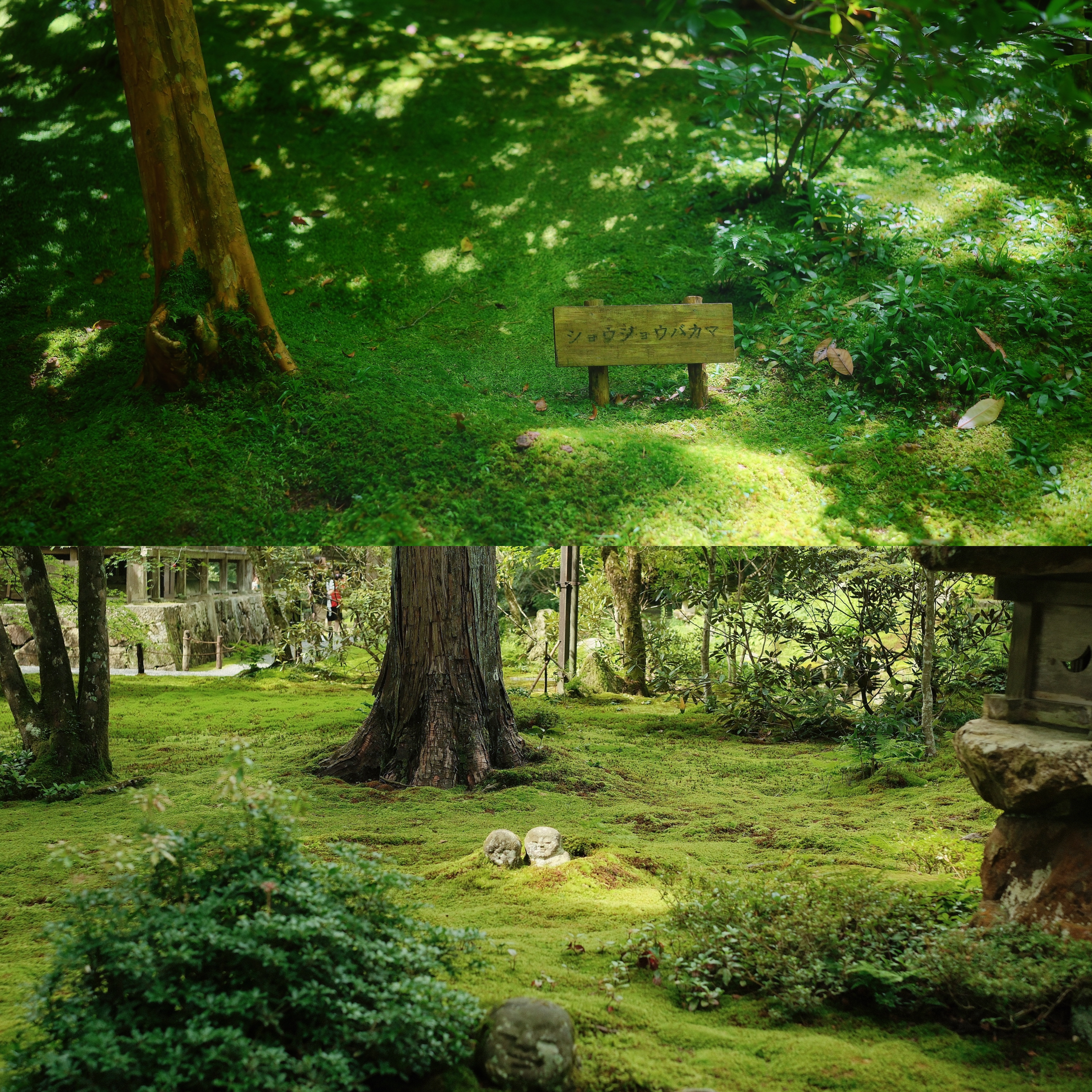 31 from the trees photography series.