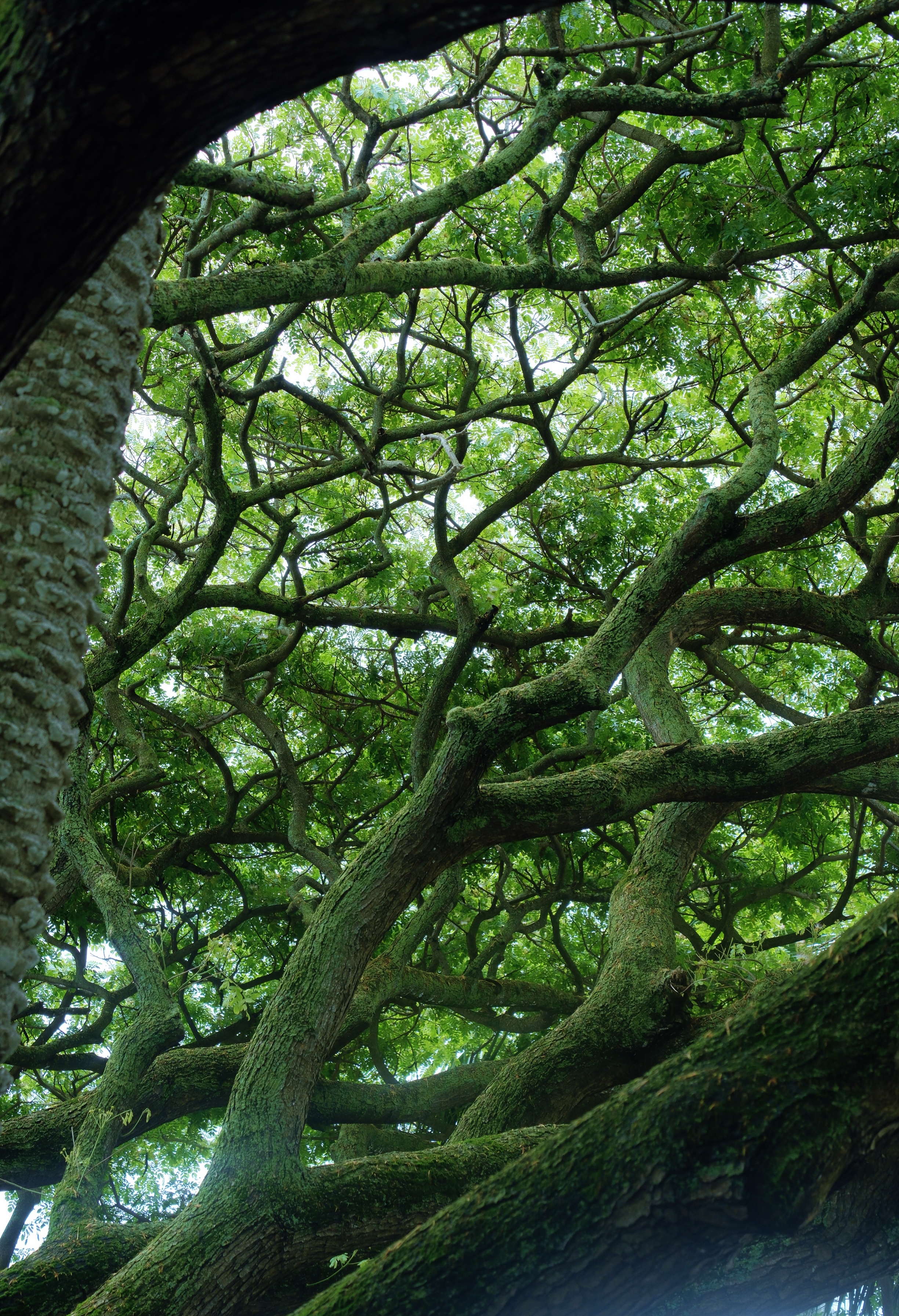 32 from the trees photography series.