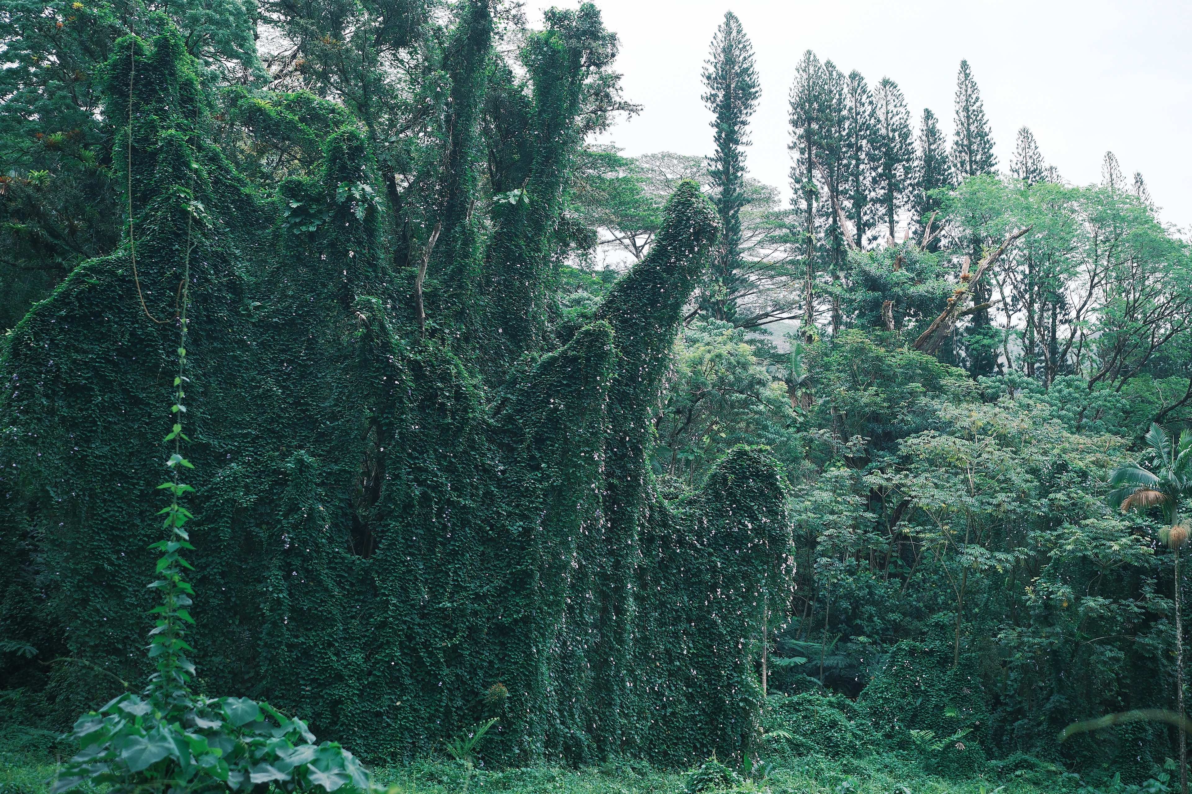 33 from the trees photography series.