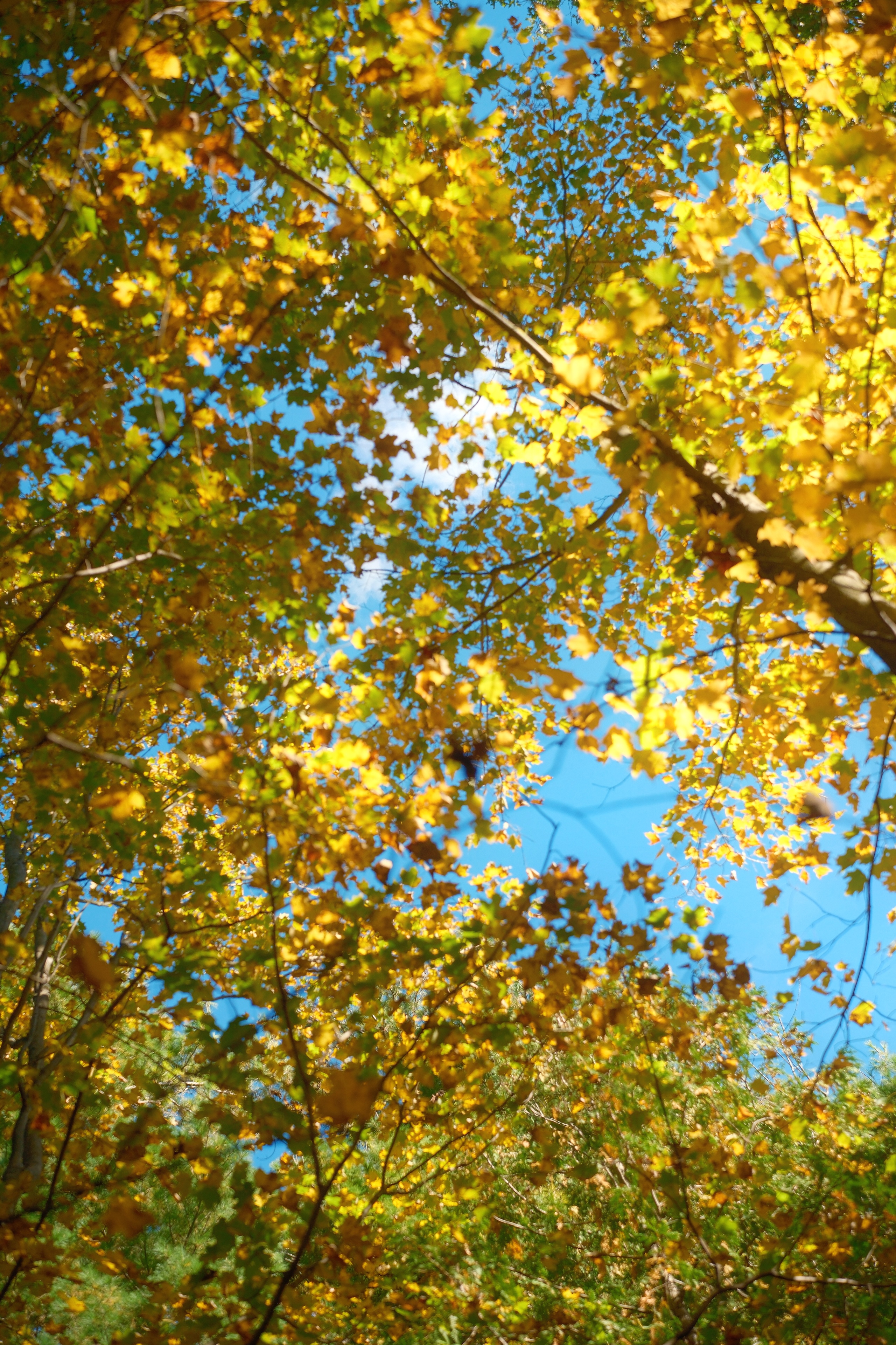 35 from the trees photography series.