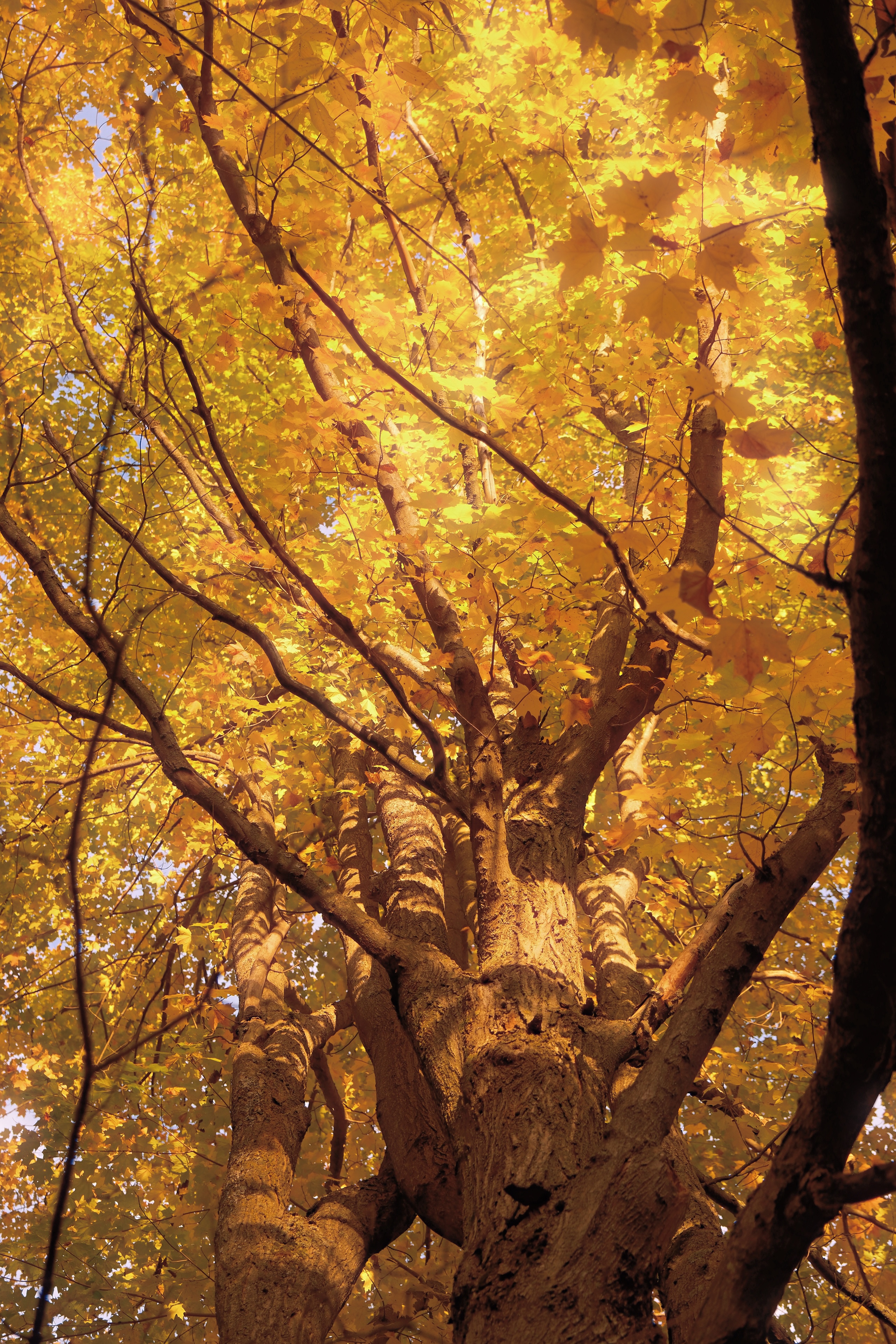 36 from the trees photography series.