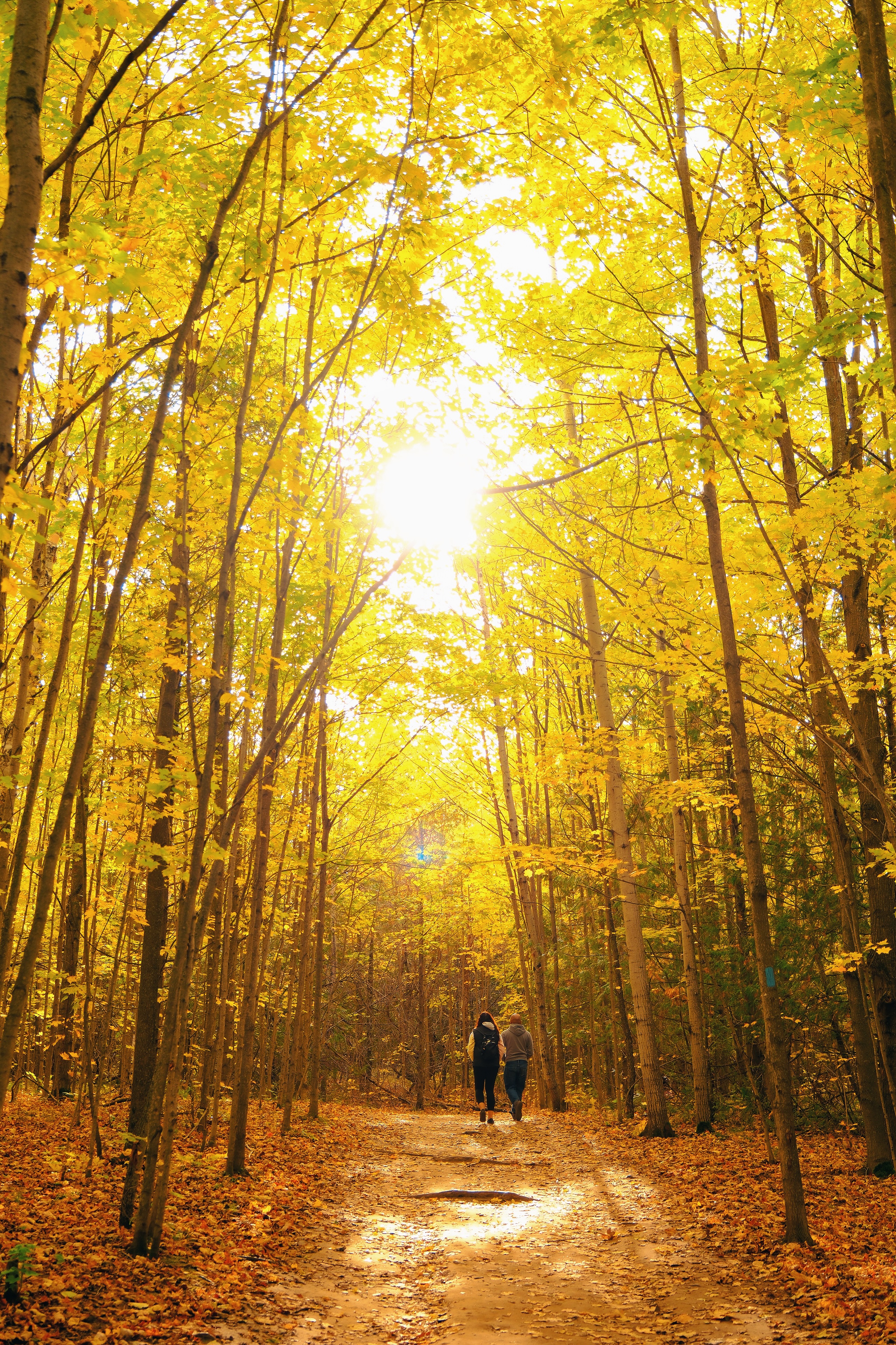 37 from the trees photography series.