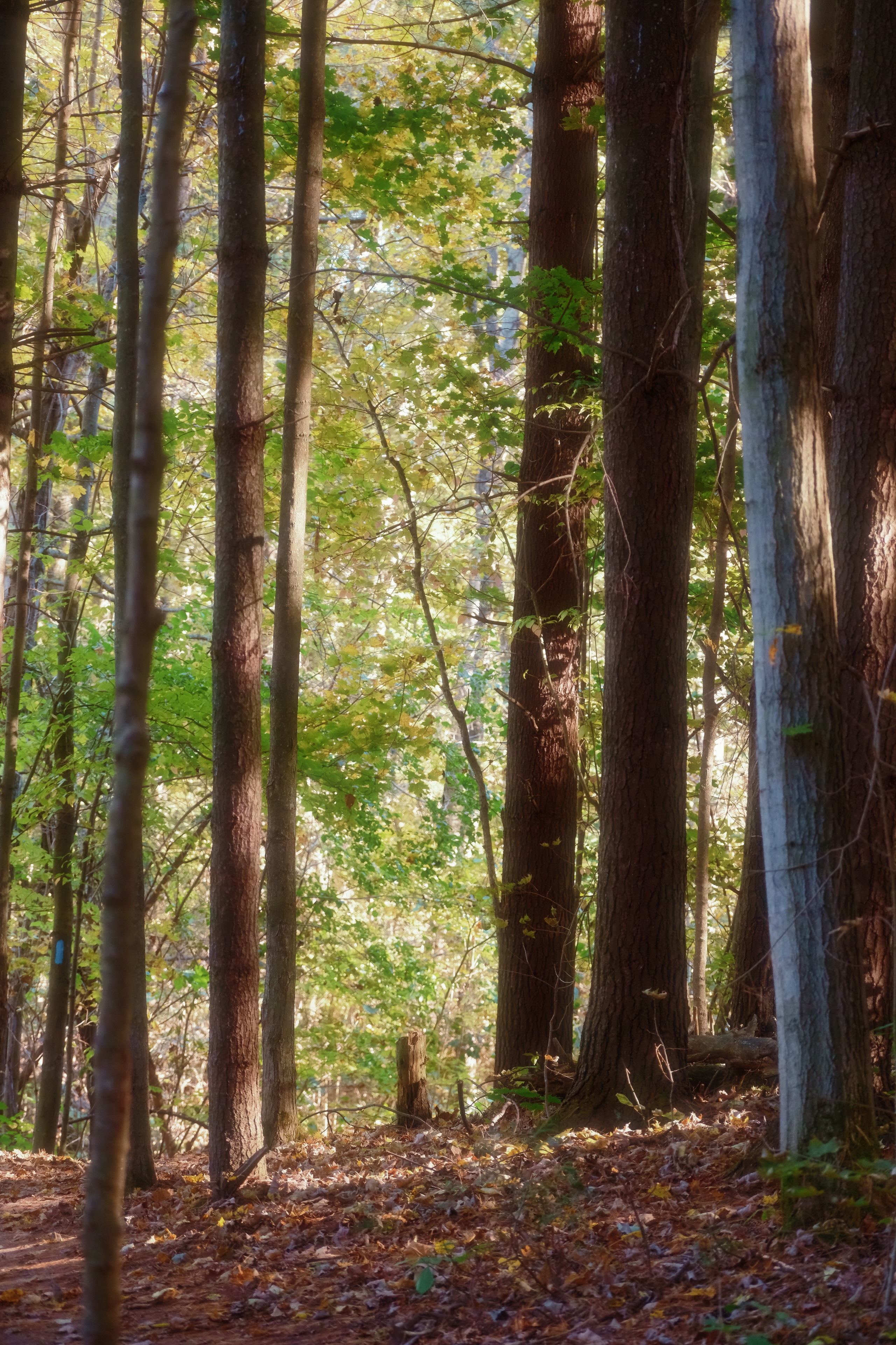 39 from the trees photography series.