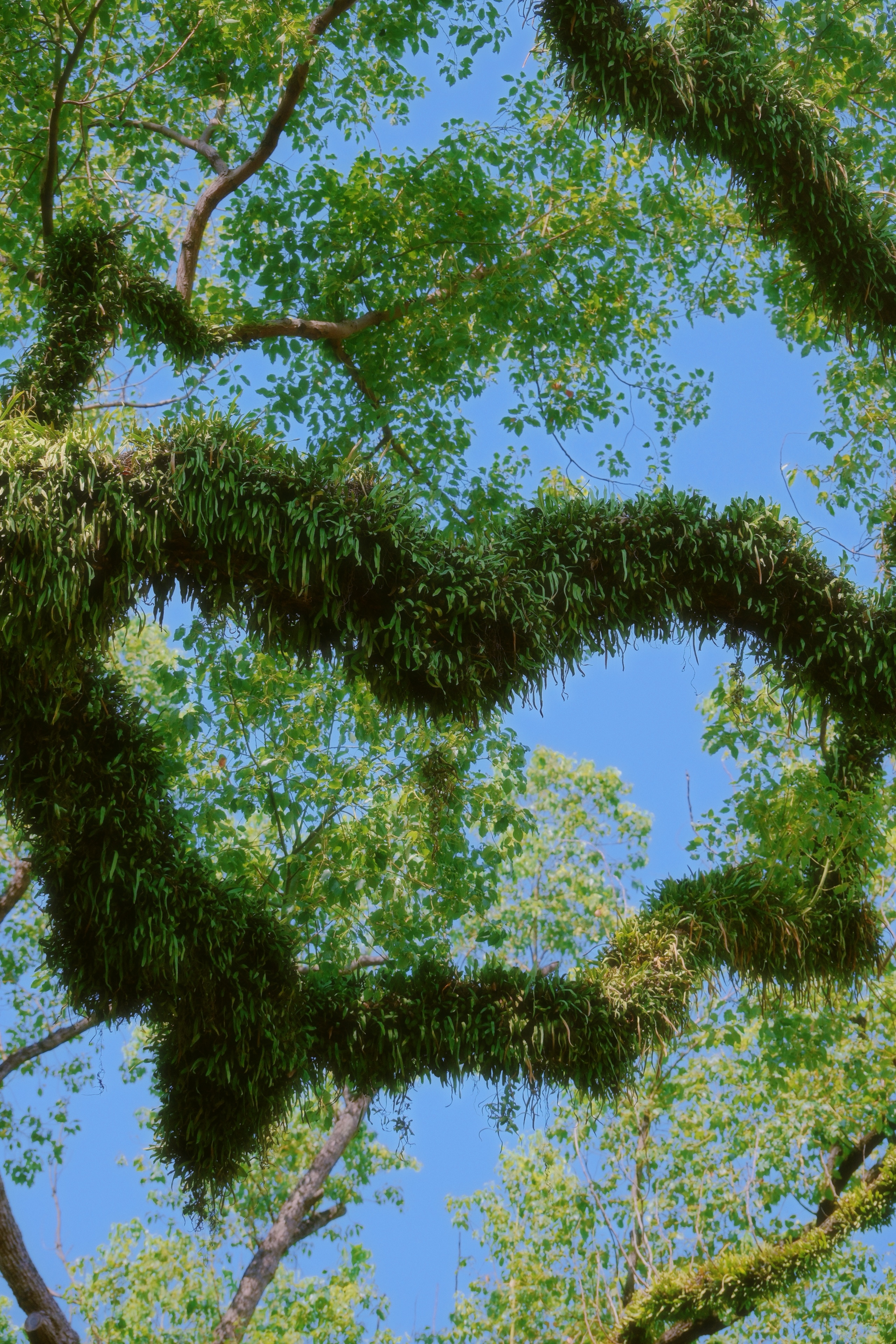 4 from the trees photography series.