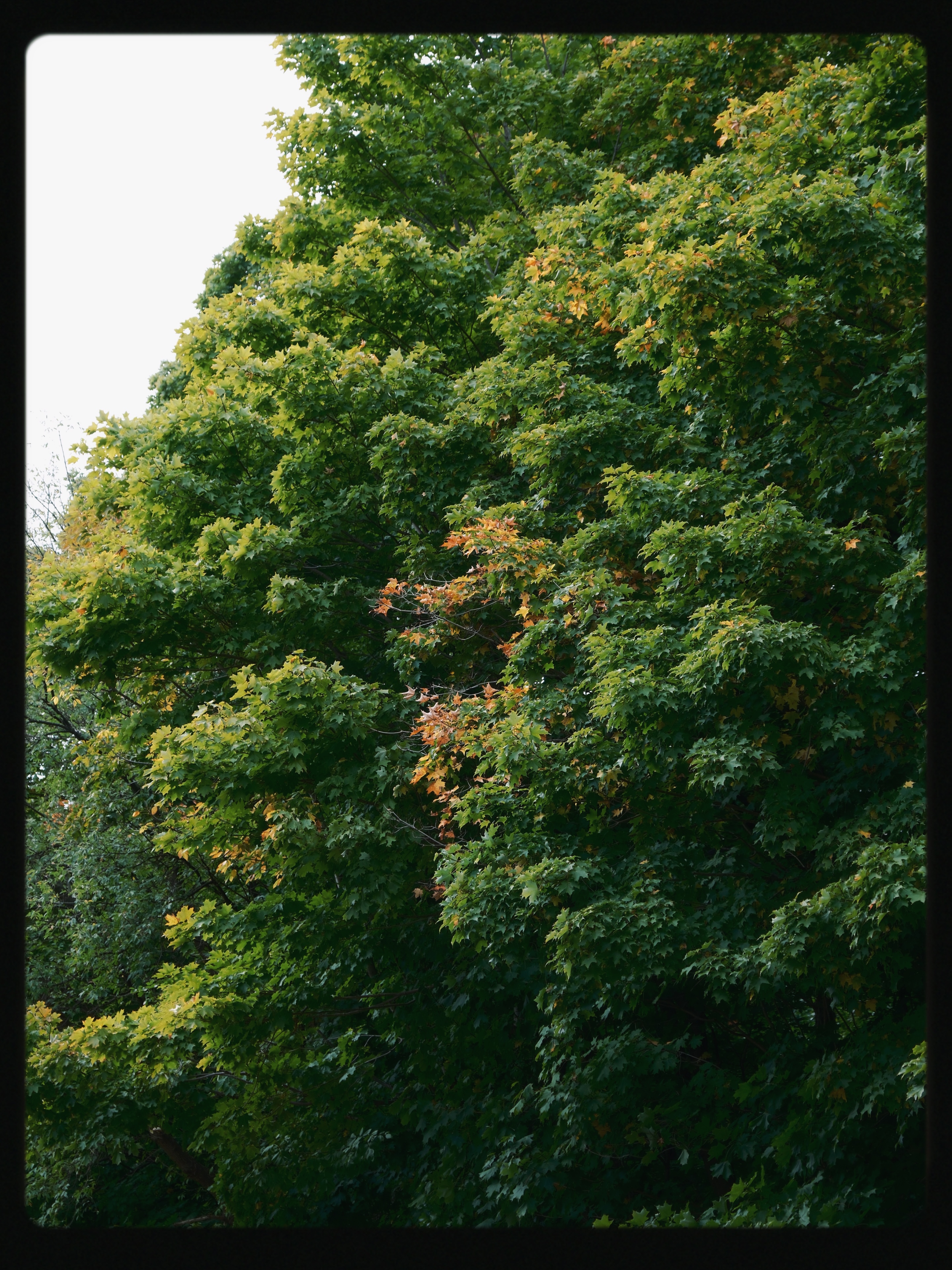 5 from the trees photography series.