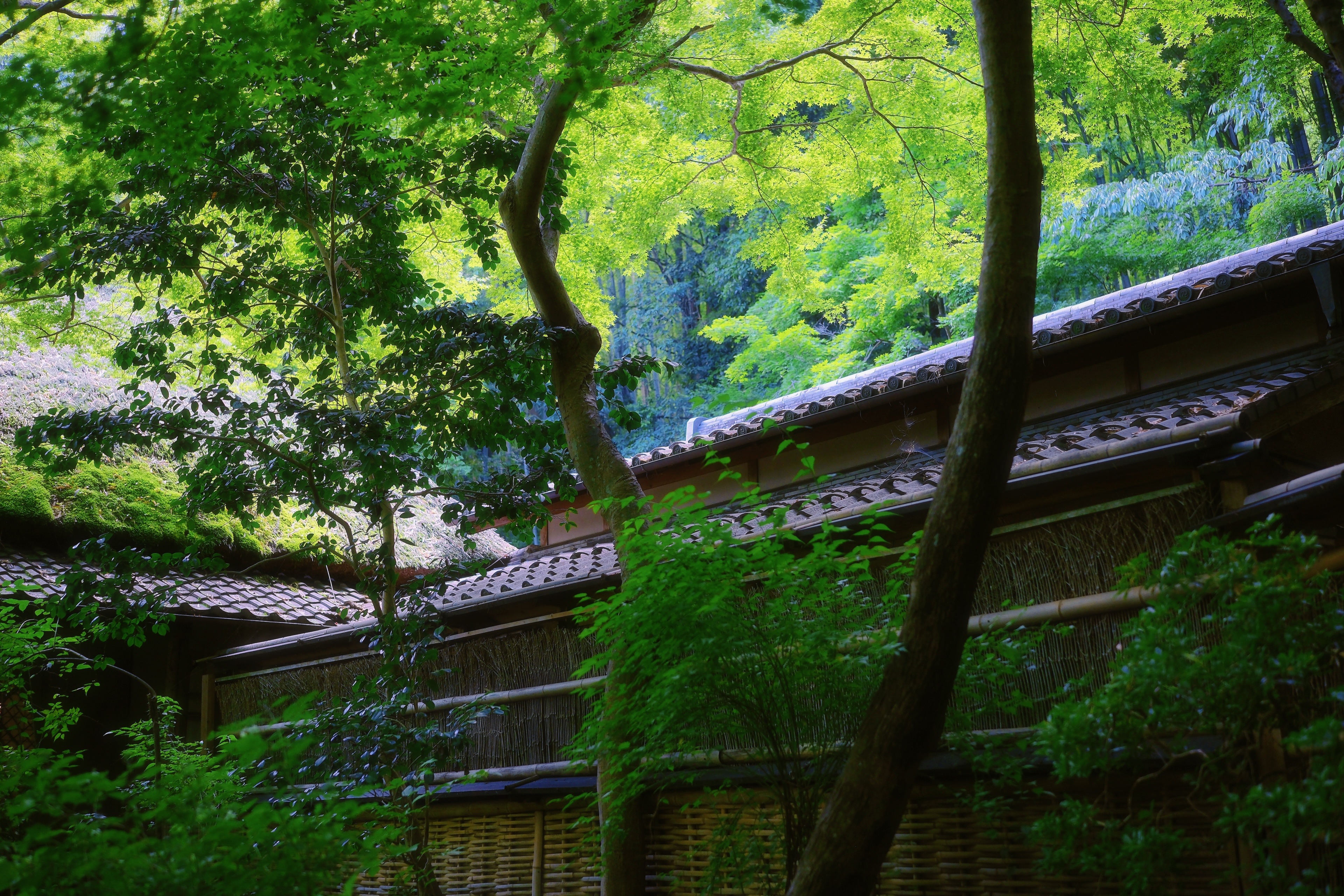 6 from the trees photography series.