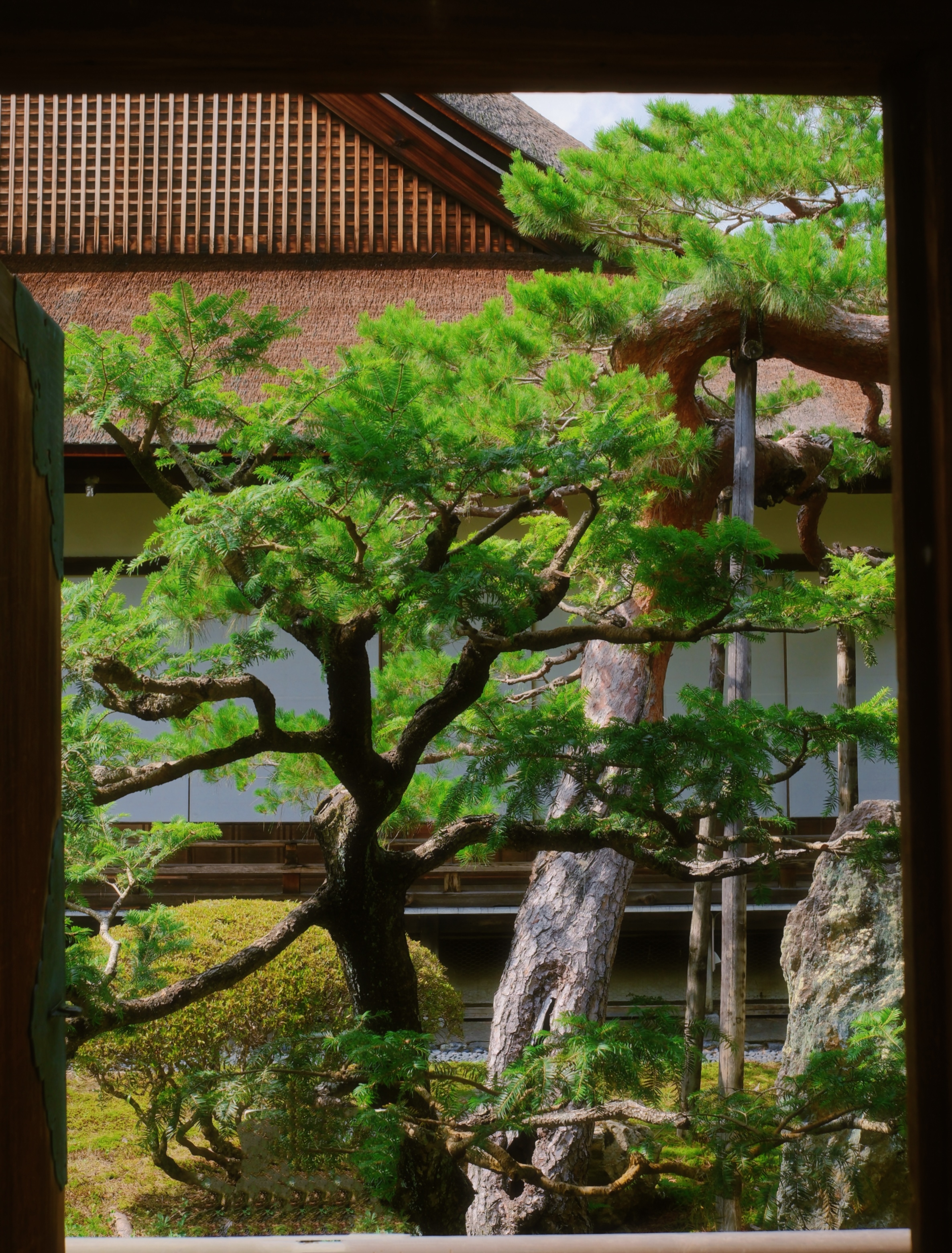 7 from the trees photography series.