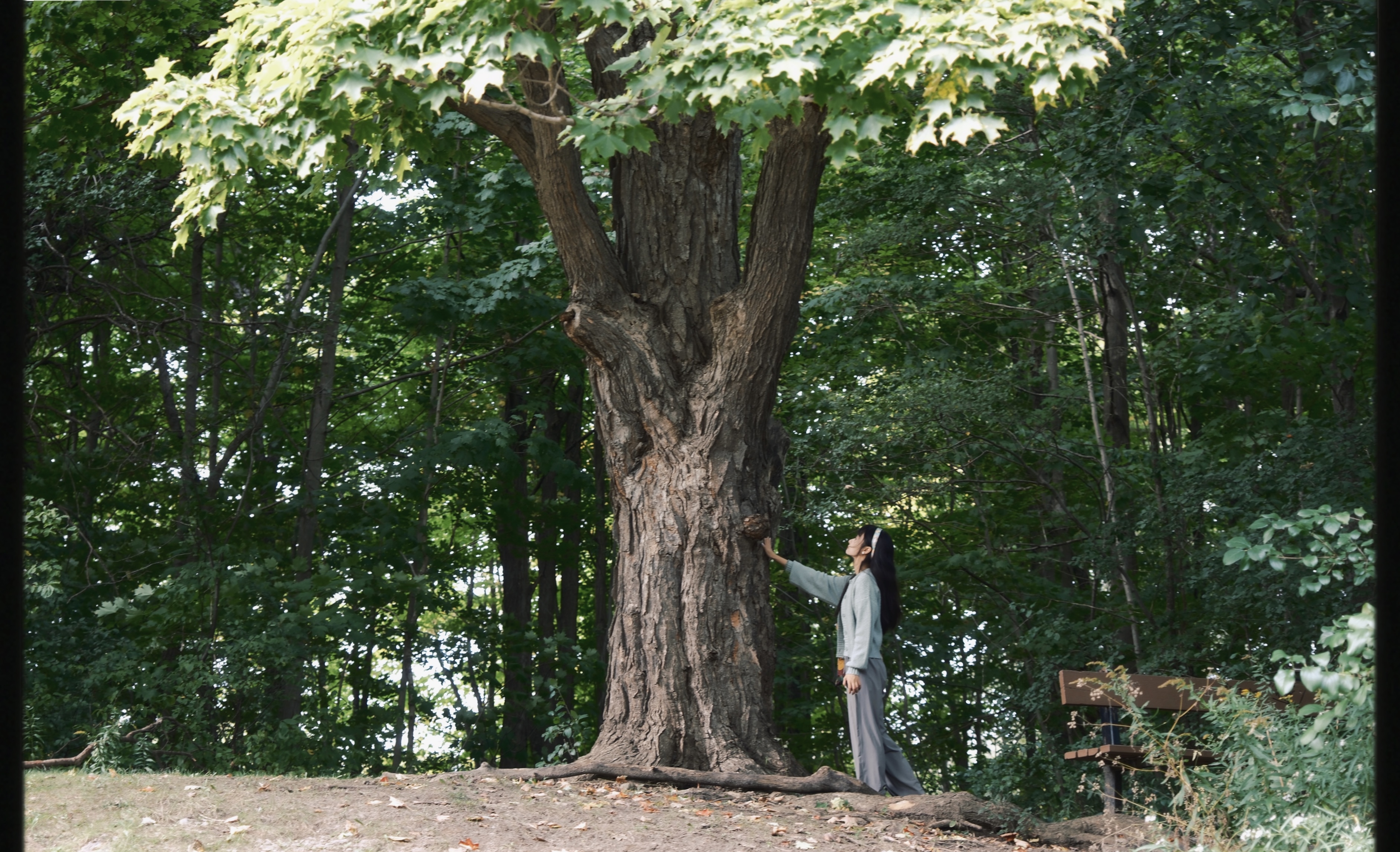 8 from the trees photography series.