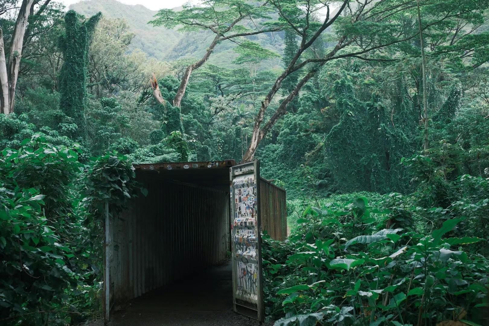 preview_1 from the trees photography series.