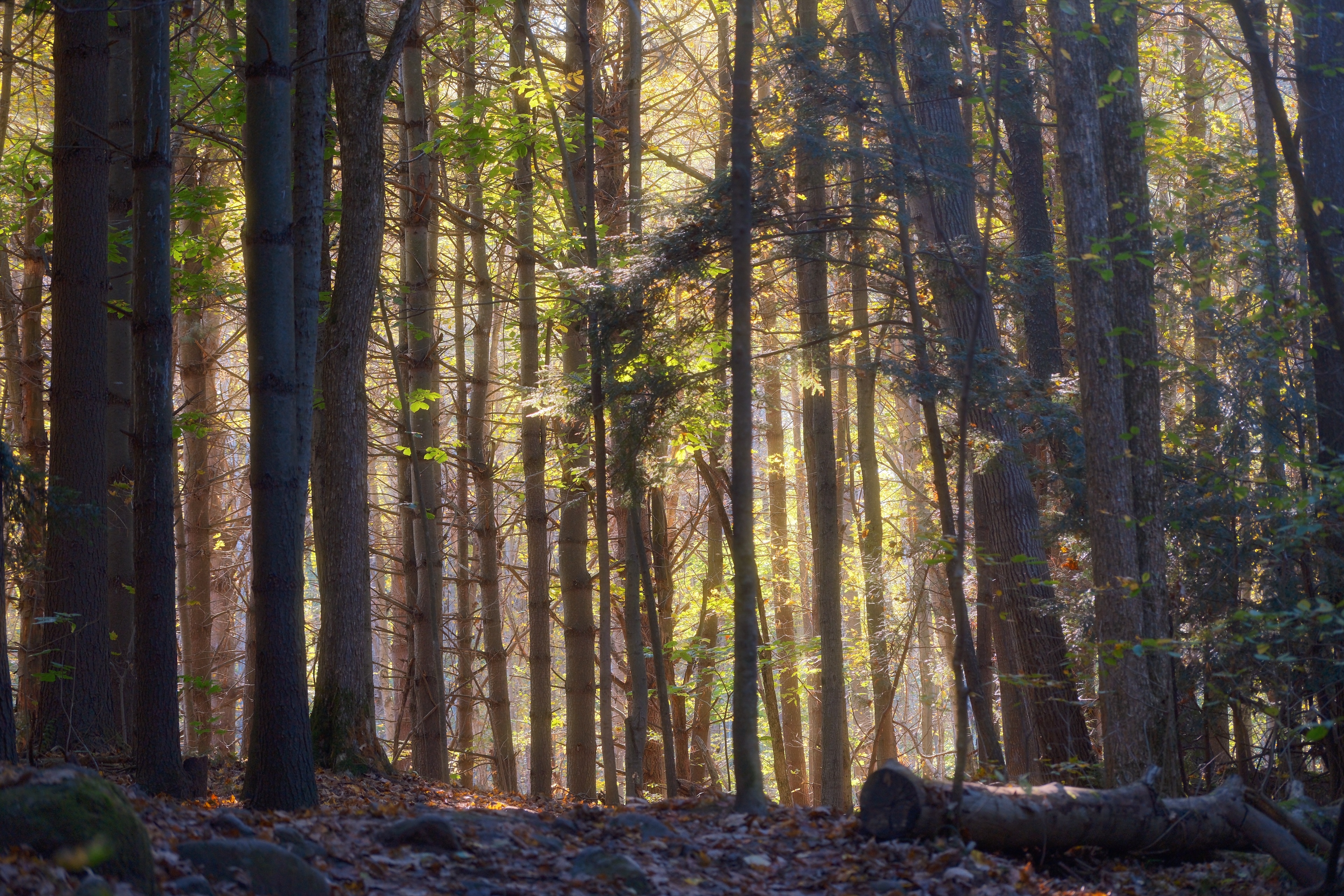 preview_2 from the trees photography series.